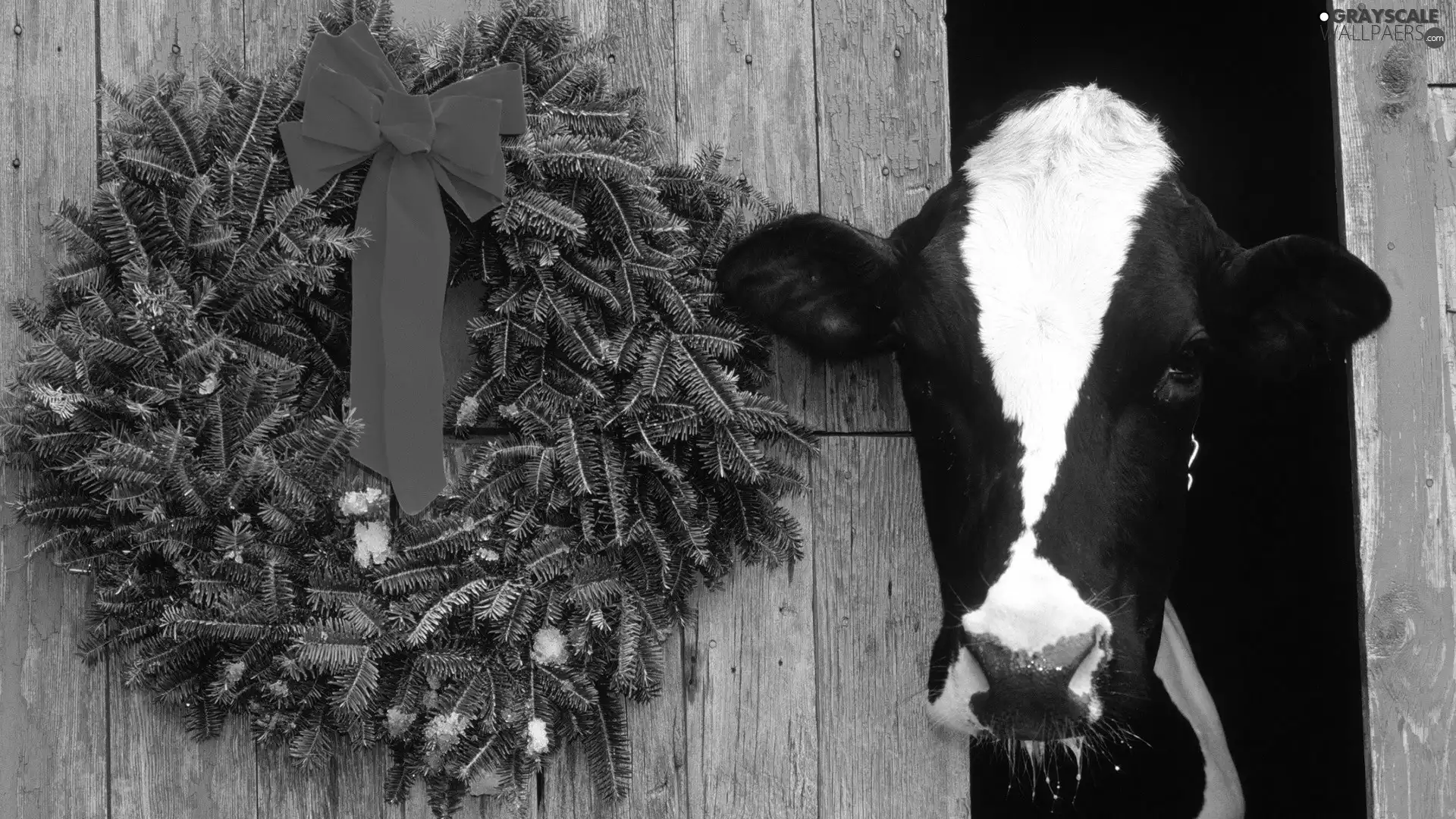 Cow, wreath