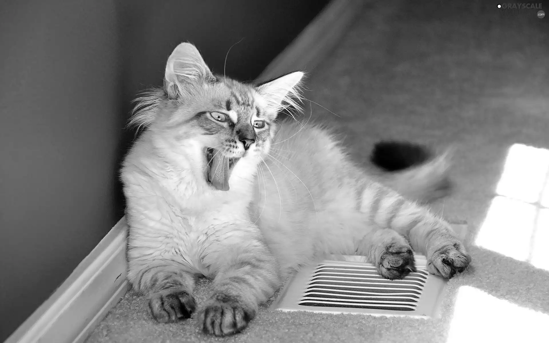 cat, yawns