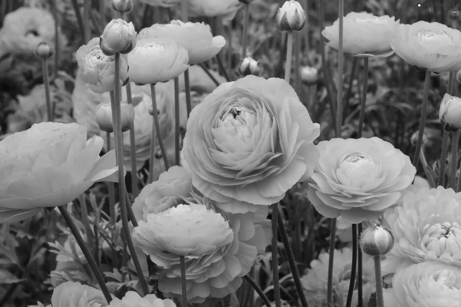 glaucoma, Asian Ranunculus, Yellow