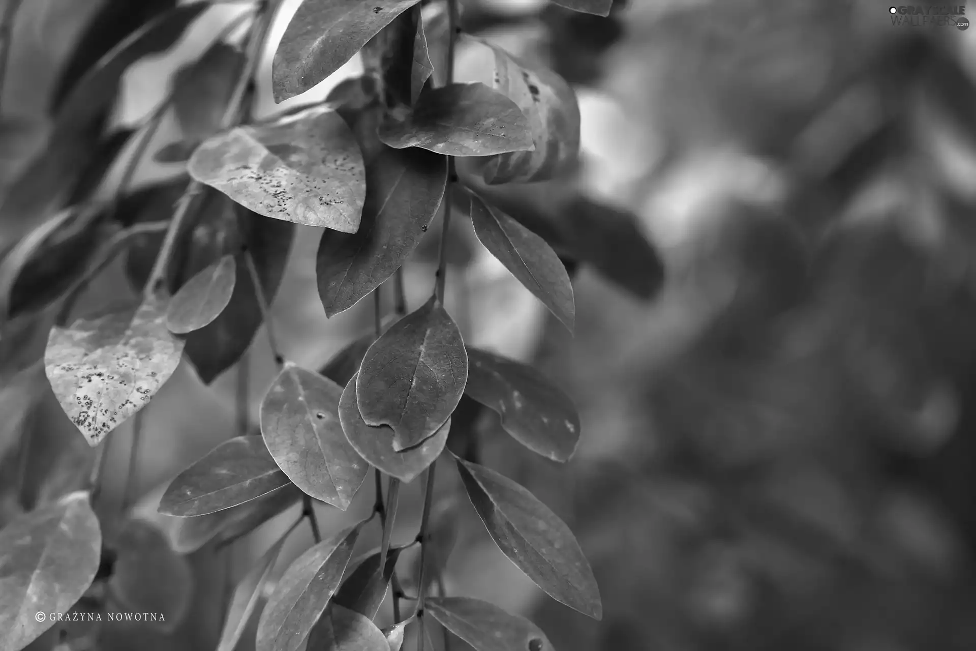 Autumn, green ones, Yellow, Leaf