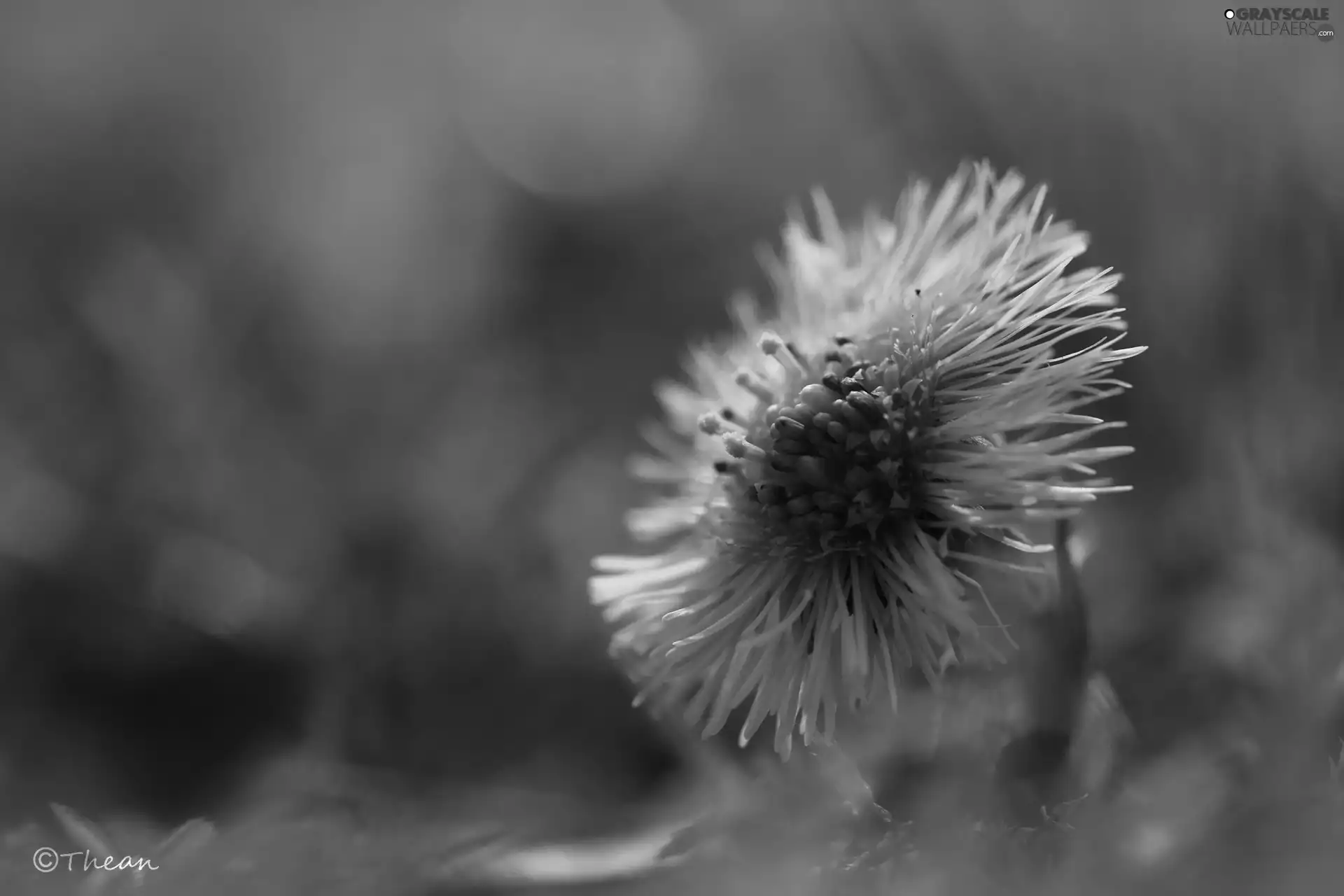 flower, Common Coltsfoot, Yellow