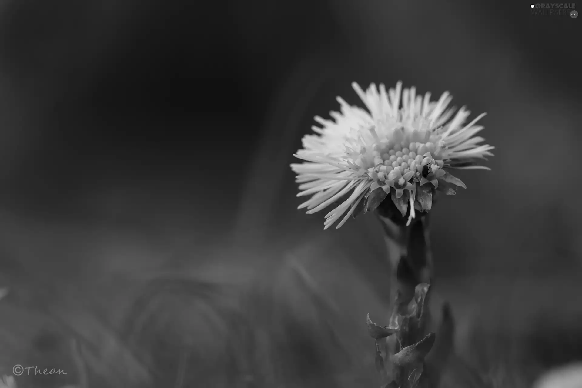 Colourfull Flowers, Common Coltsfoot, Yellow