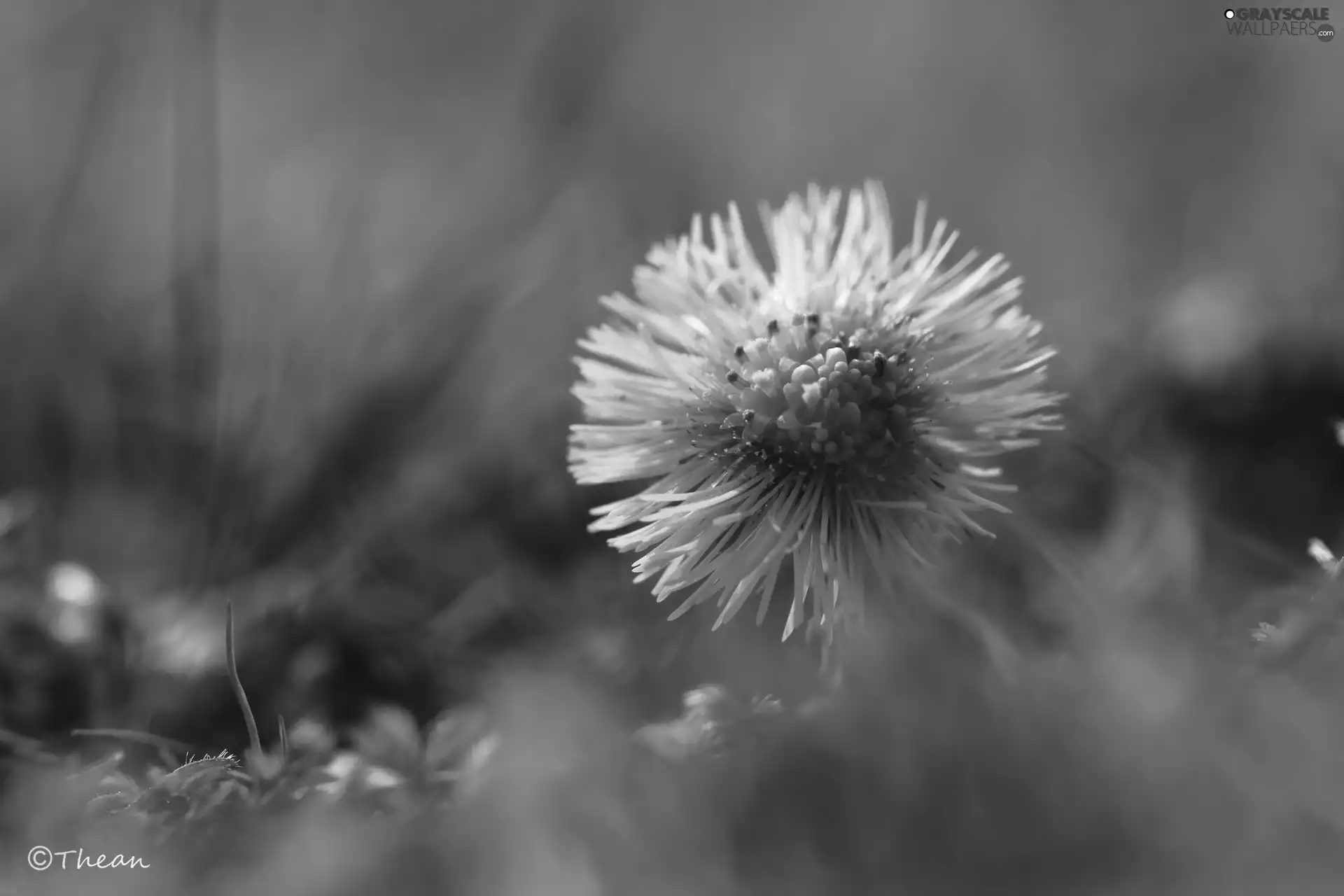 Colourfull Flowers, Common Coltsfoot, Yellow