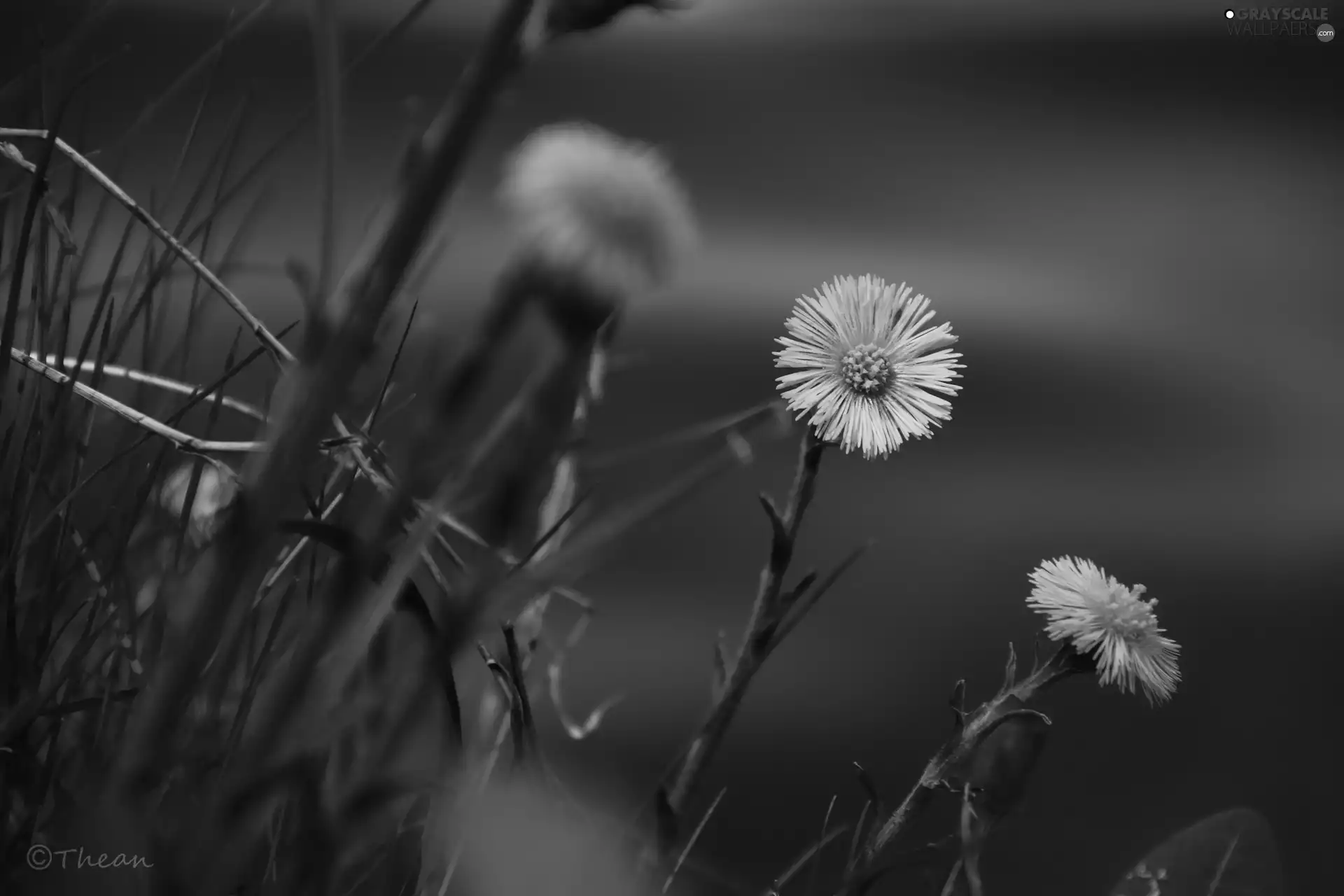 Flowers, Common Coltsfoot, Yellow