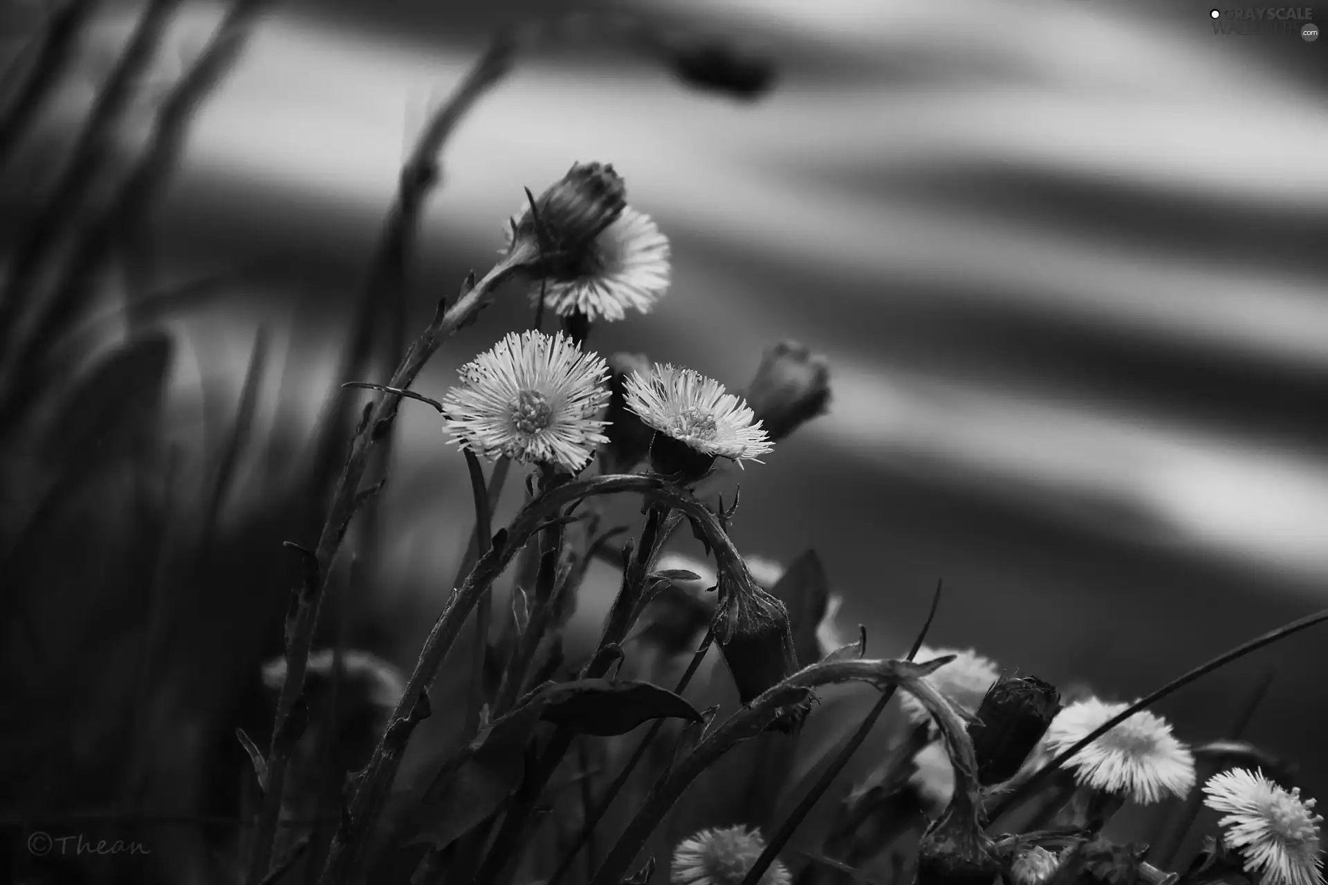 Flowers, Common Coltsfoot, Yellow