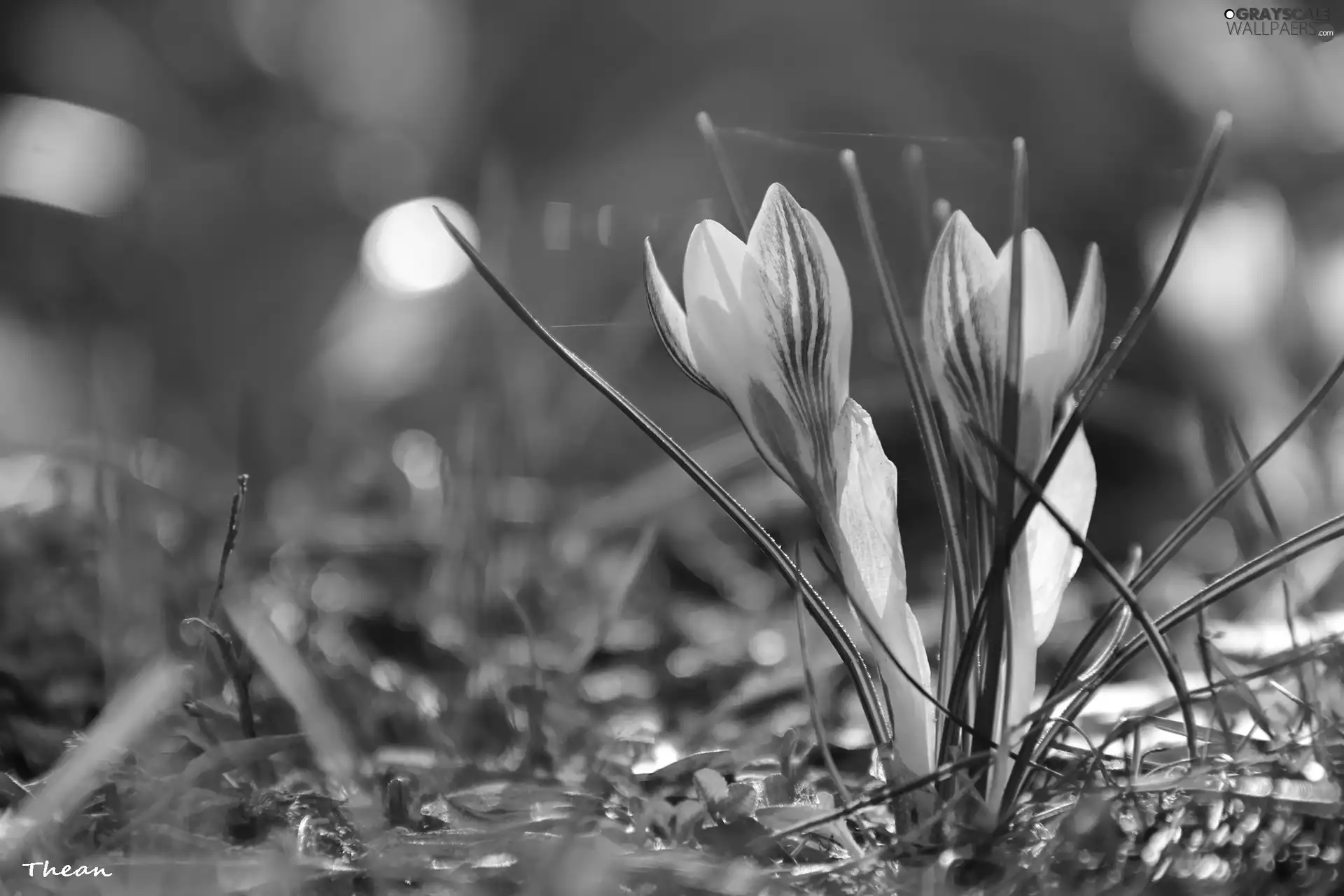 crocuses, Yellow