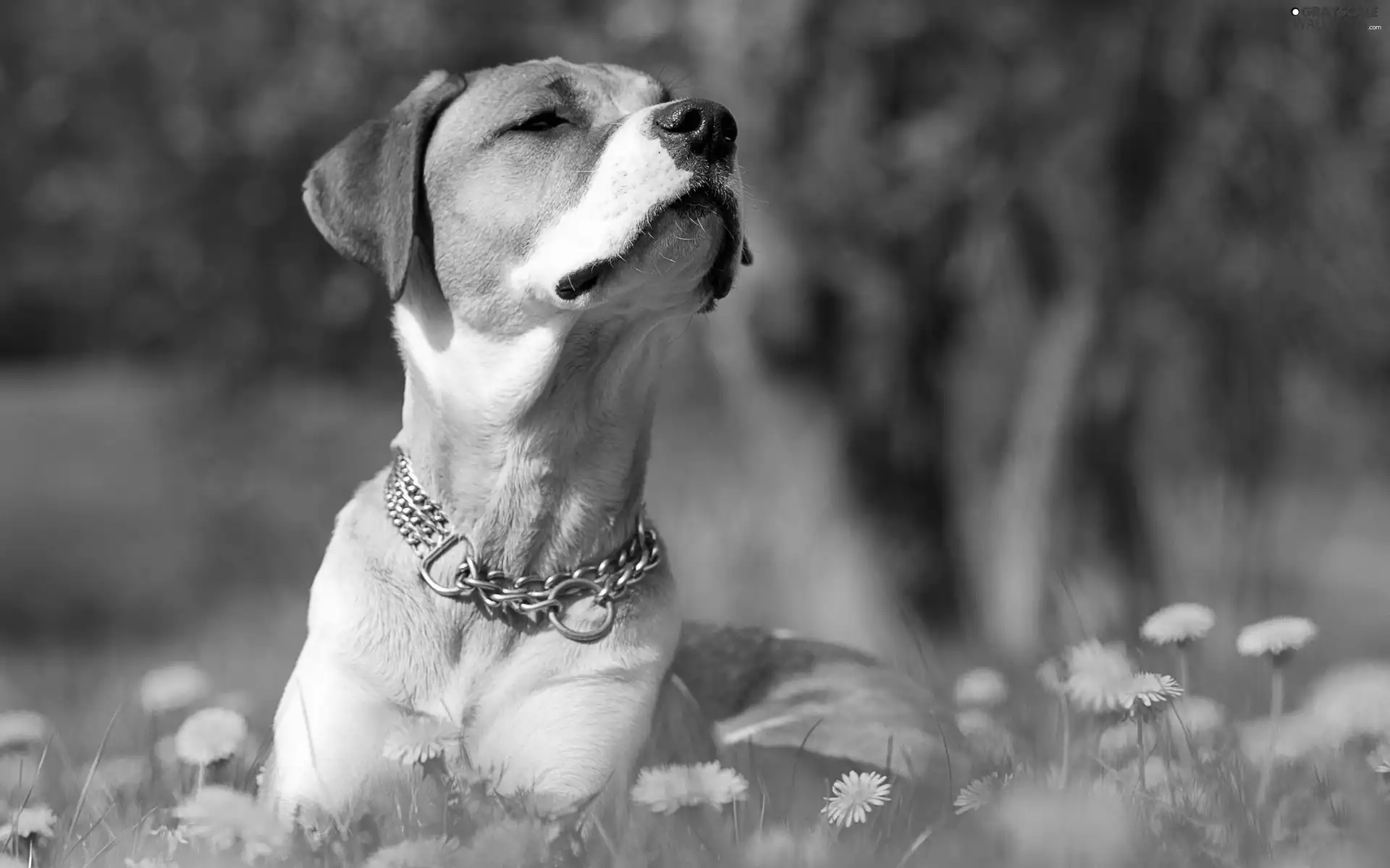 dog, white, Yellow, dandelions, Meadow, ginger