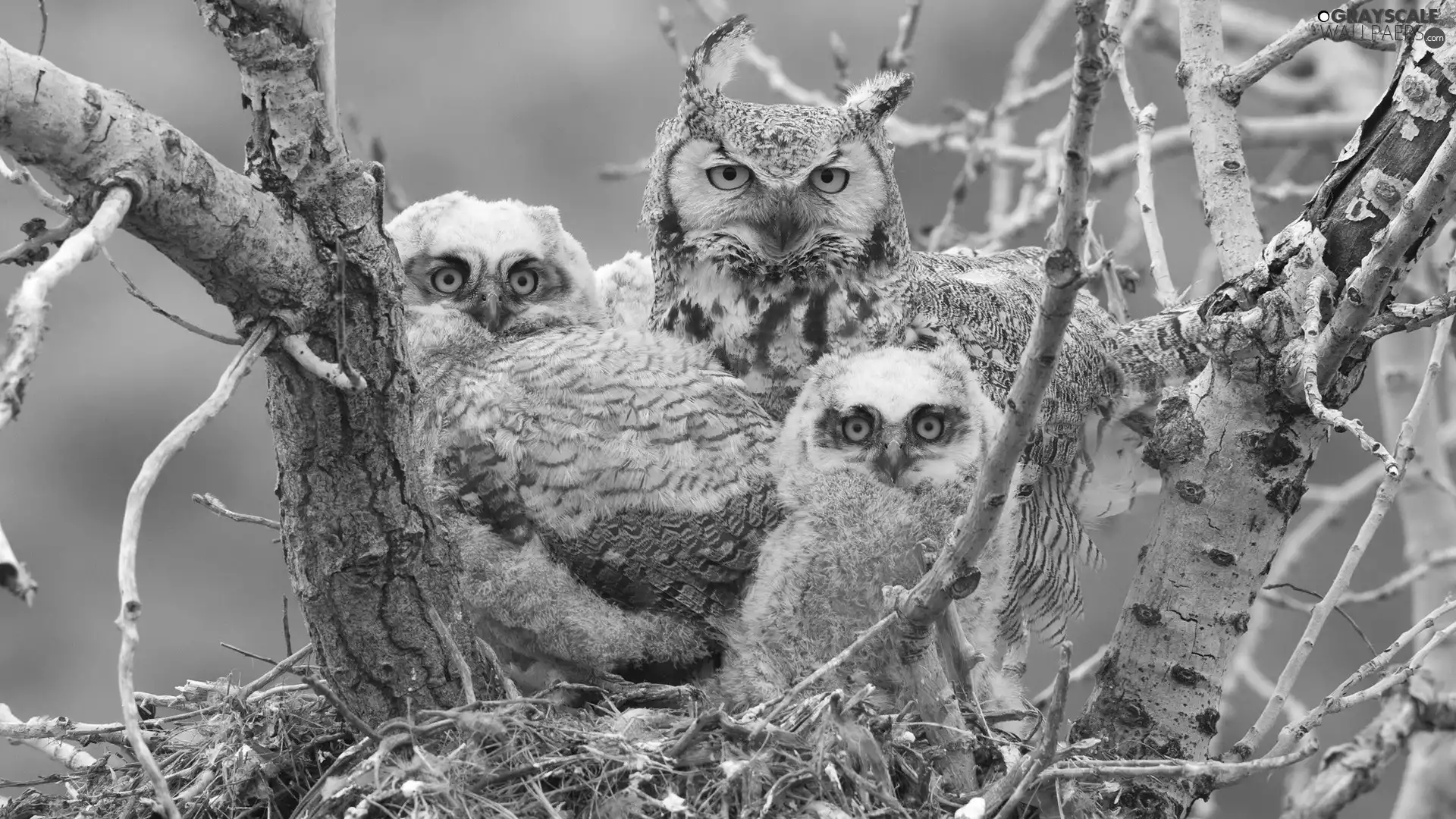 Yellow, Eyes, Owls, nest, Three