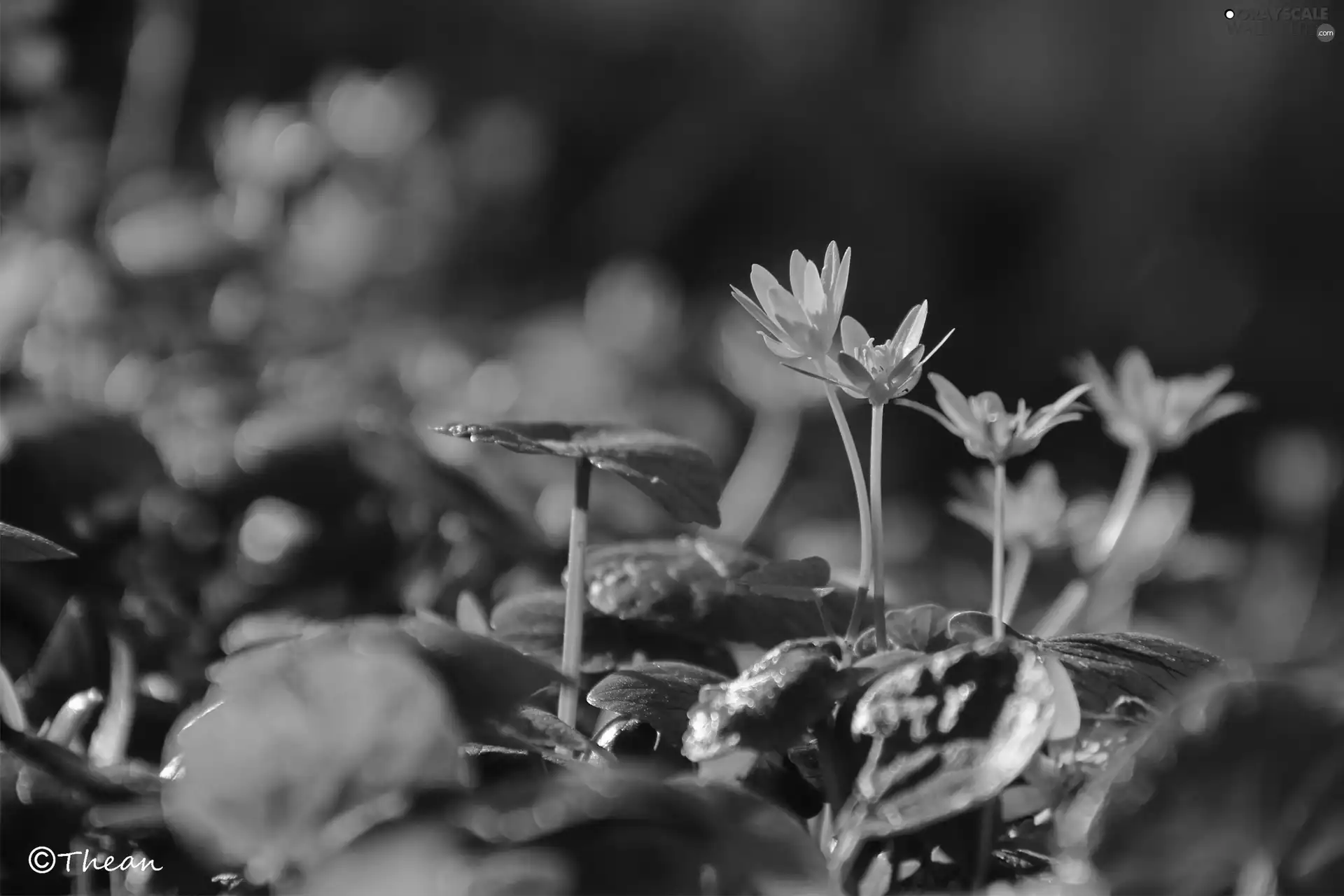 Flowers, fig buttercup, Yellow