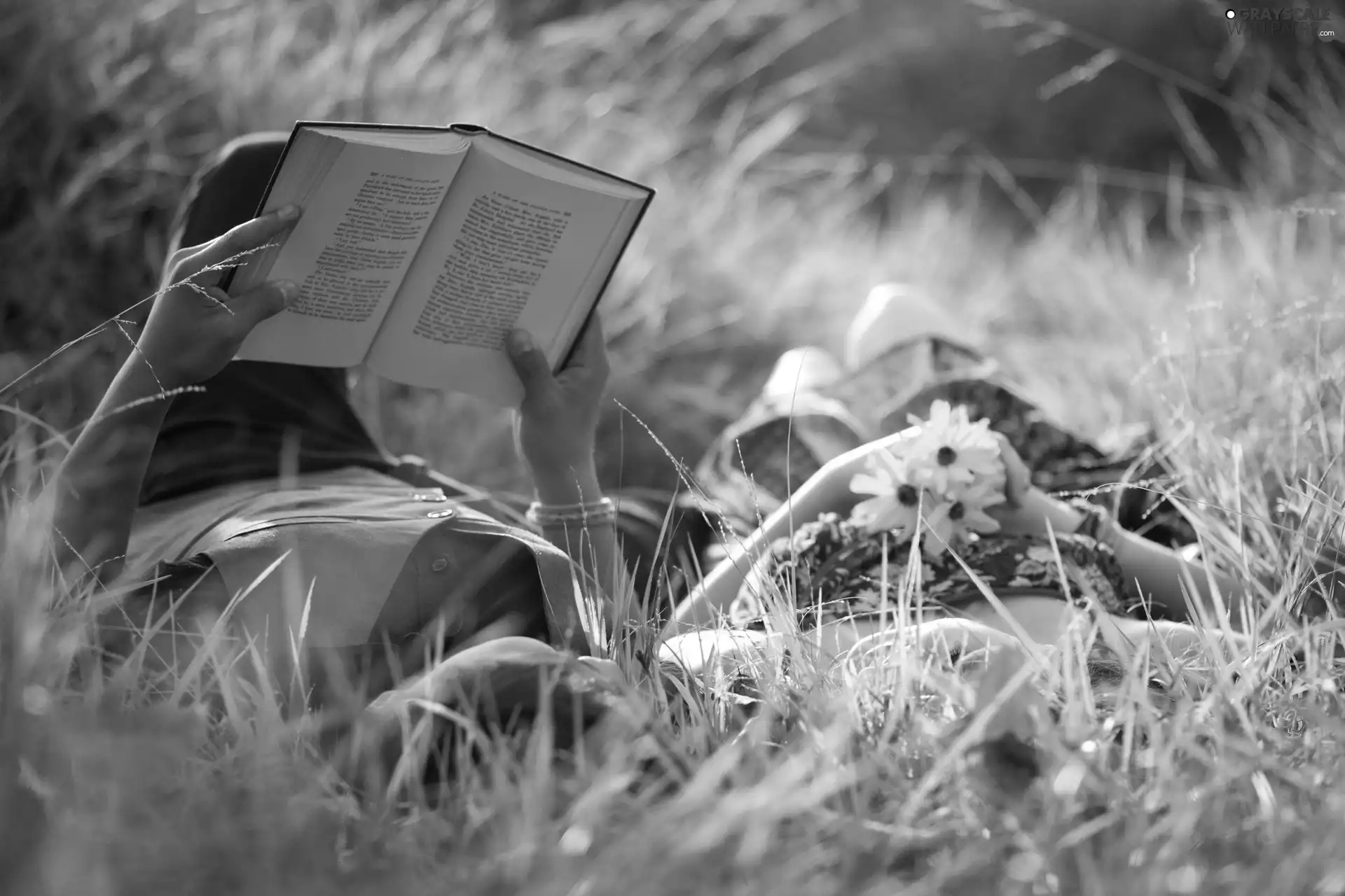Steam, Meadow, Yellow, Flowers, Book, grass