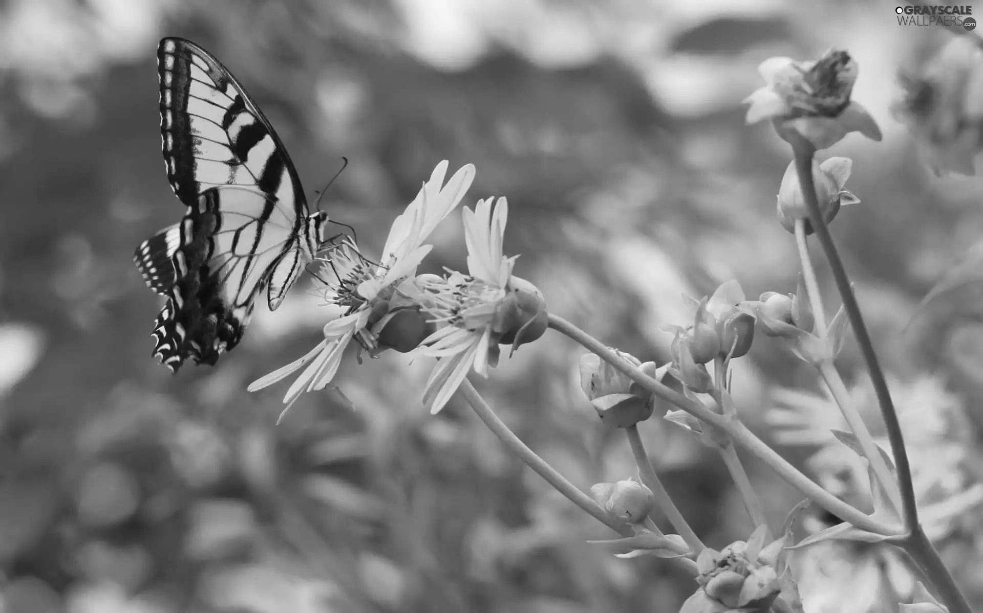 Colourfull Flowers, butterfly, Yellow