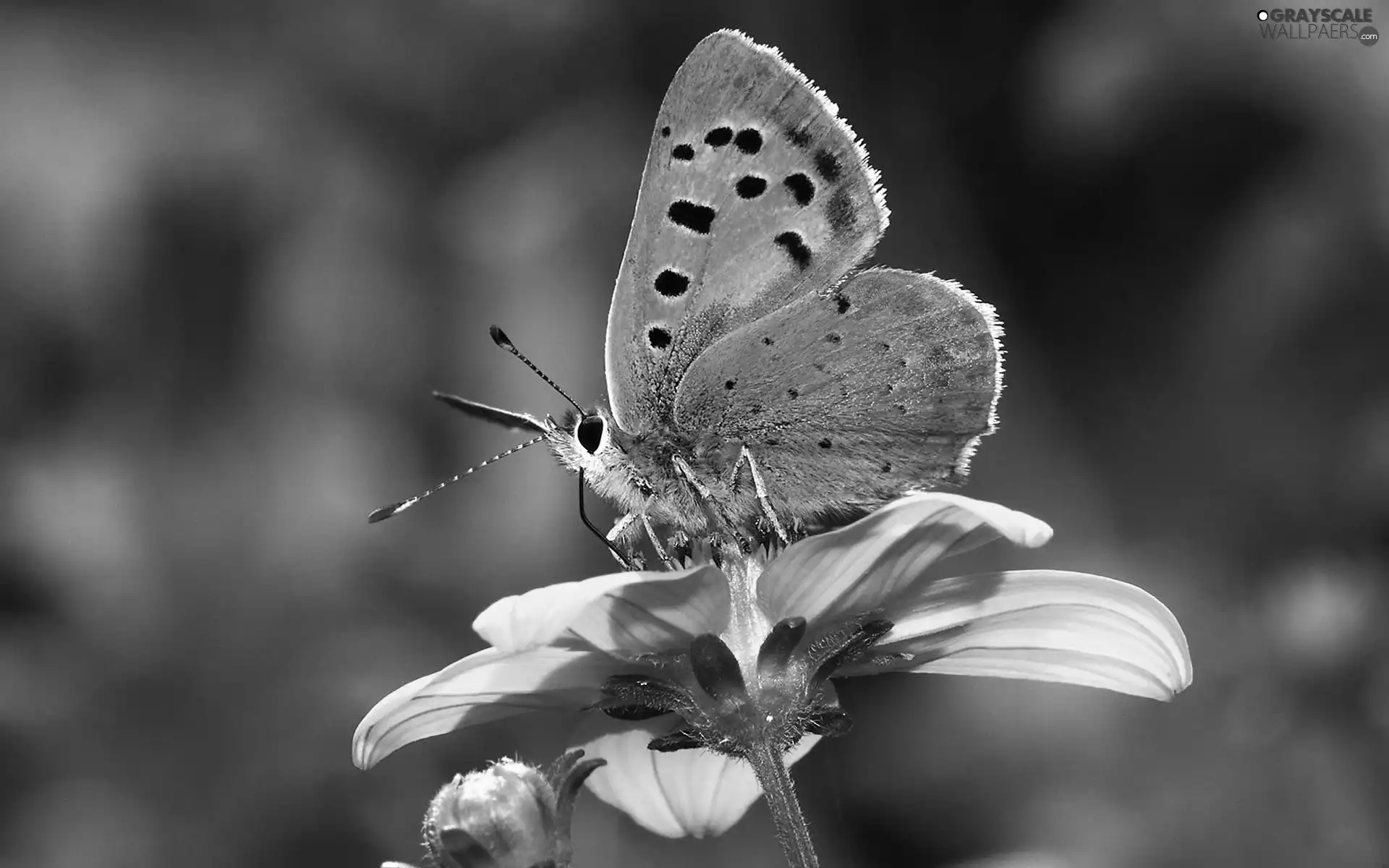 Colourfull Flowers, butterfly, Yellow