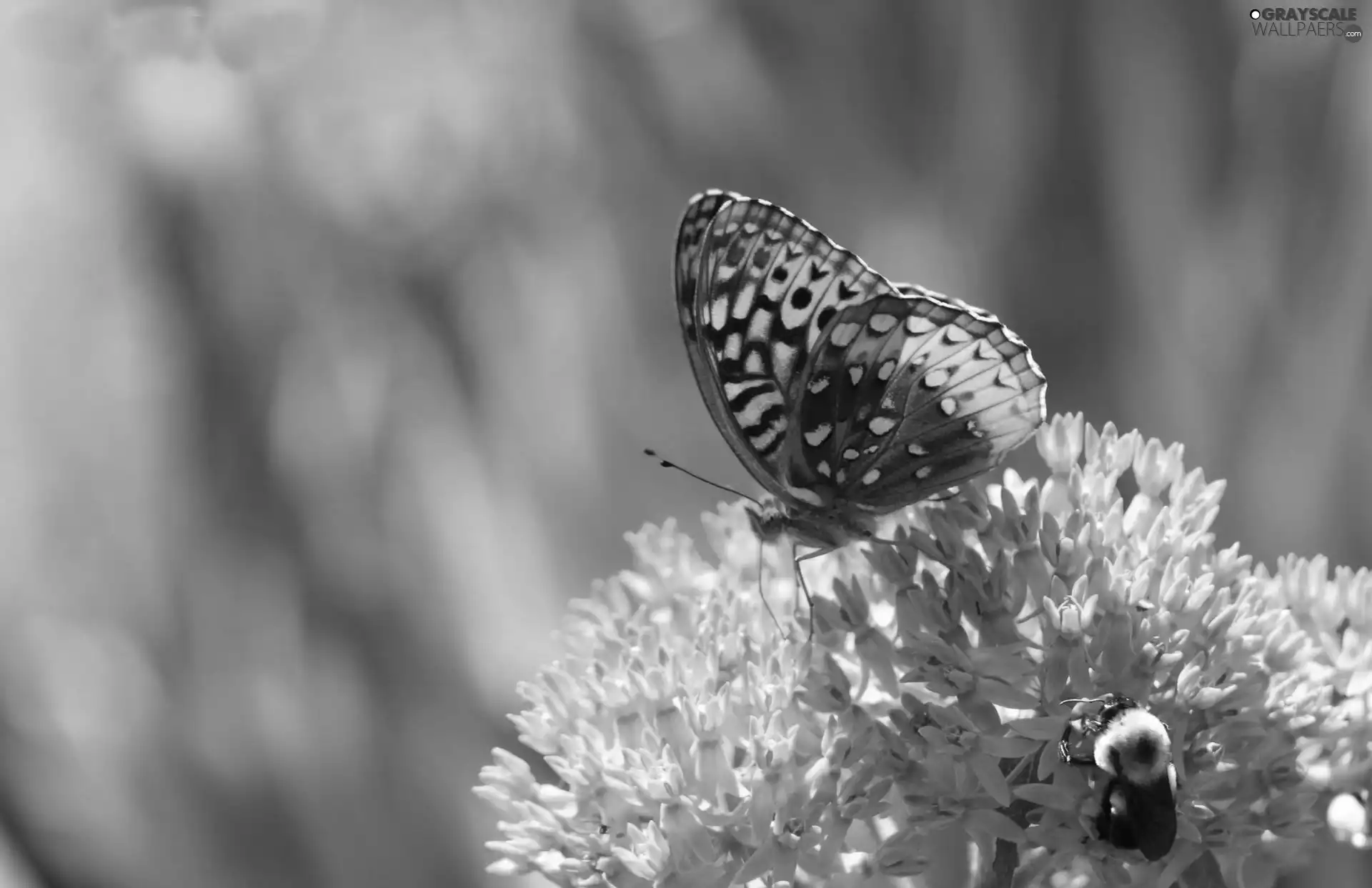 Colourfull Flowers, butterfly, Yellow