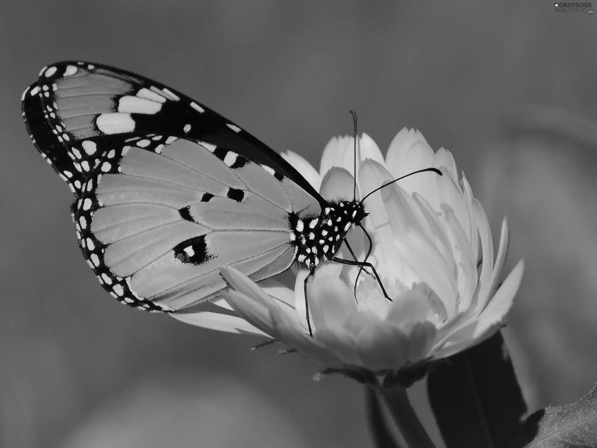 Colourfull Flowers, butterfly, Yellow