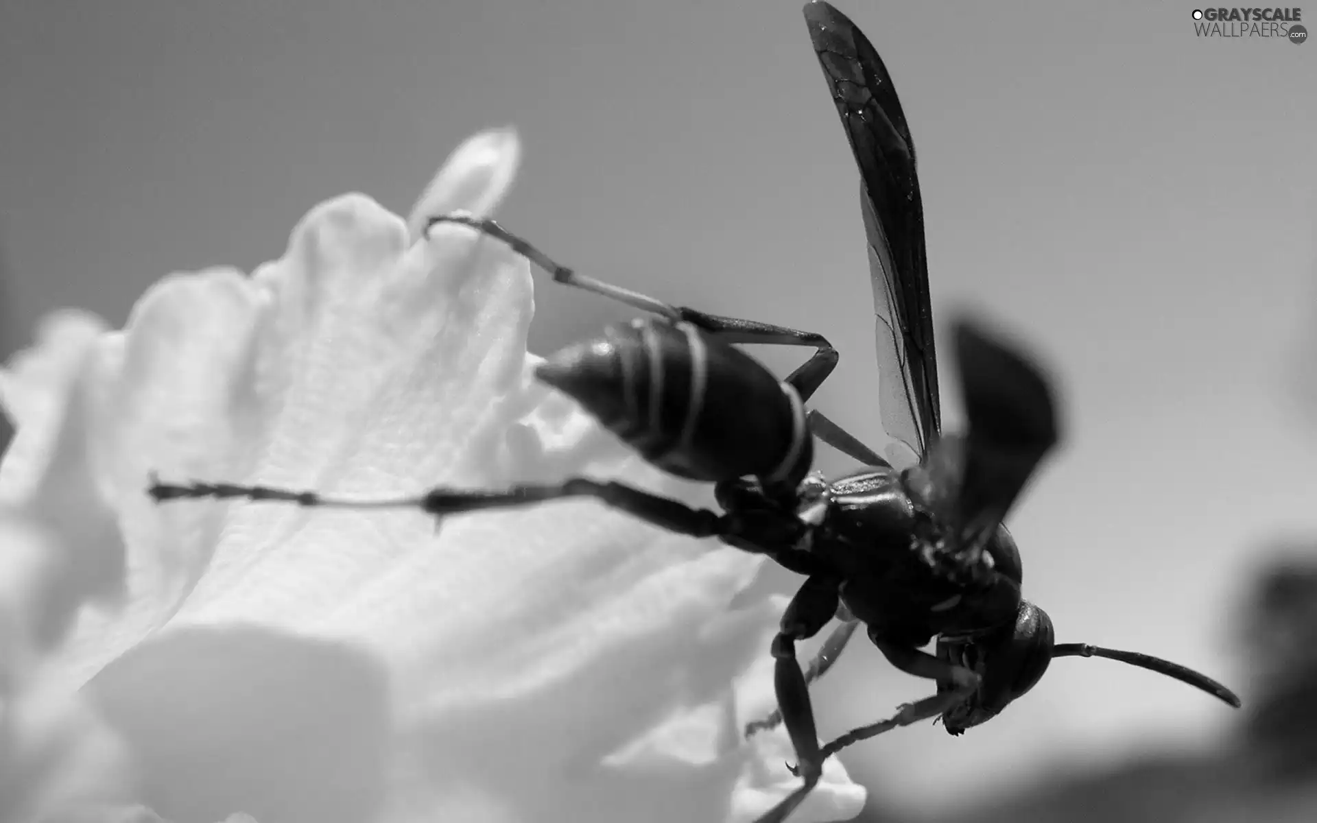 Colourfull Flowers, wasp, Yellow