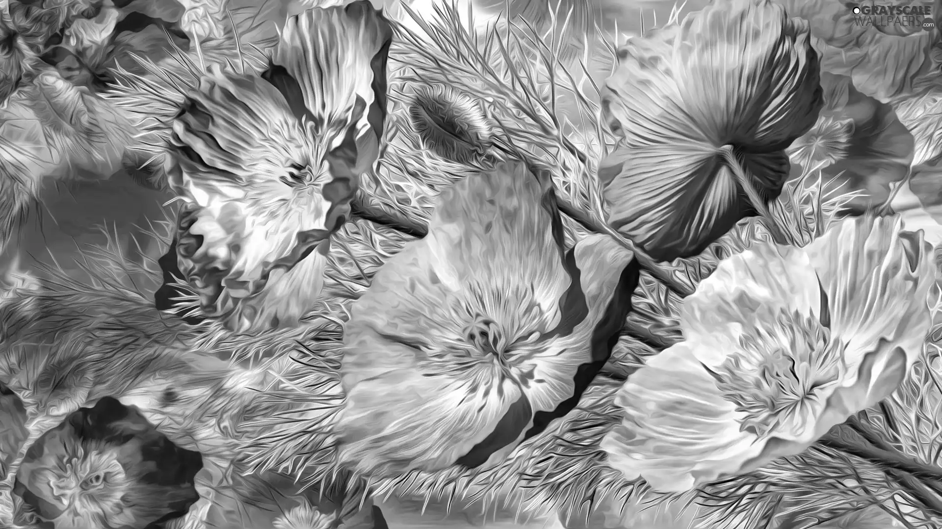 Flowers, papavers, graphics, Yellow