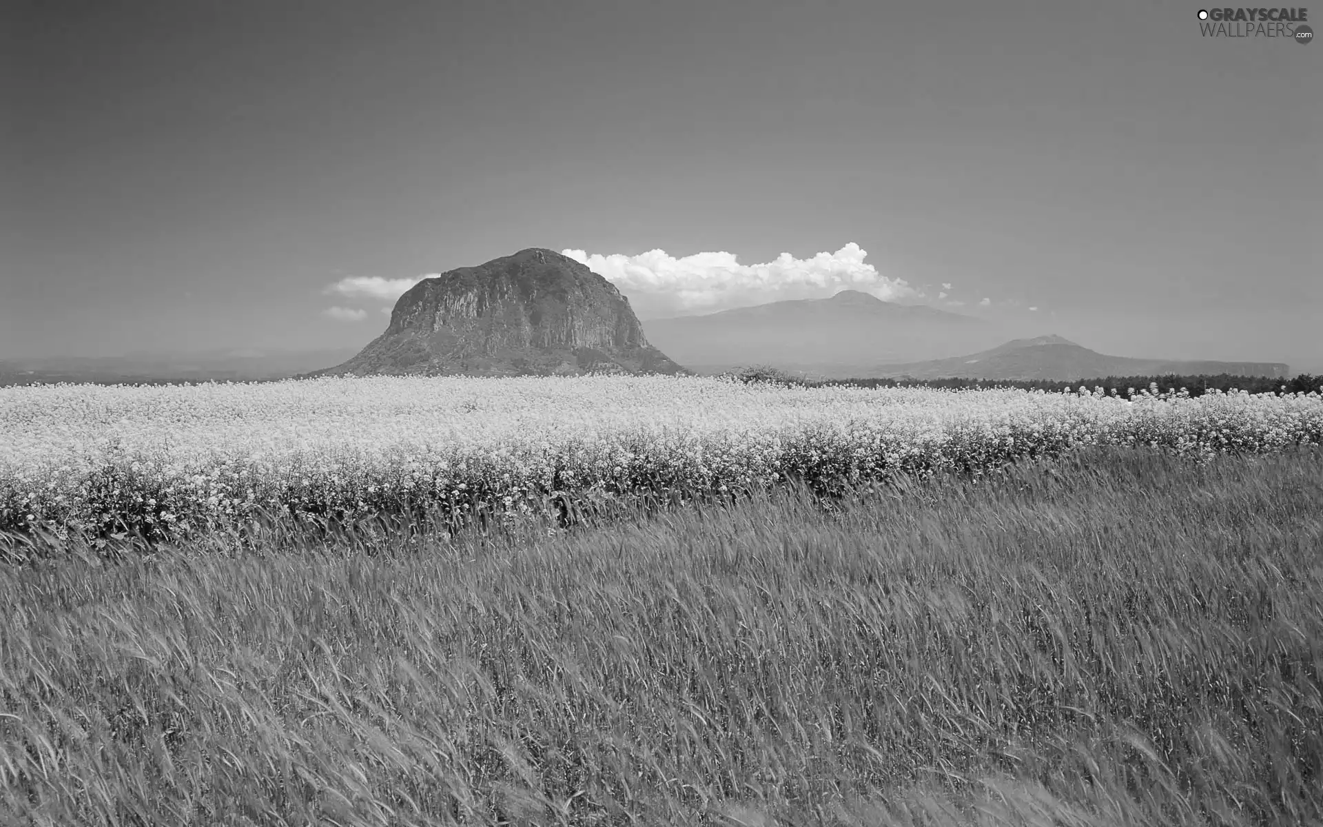 mountains, Island, Yellow, Flowers, Meadow, Jeju