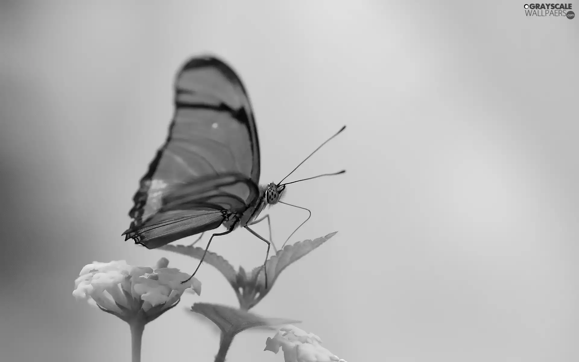 Yellow, Flowers, Black, butterfly, red