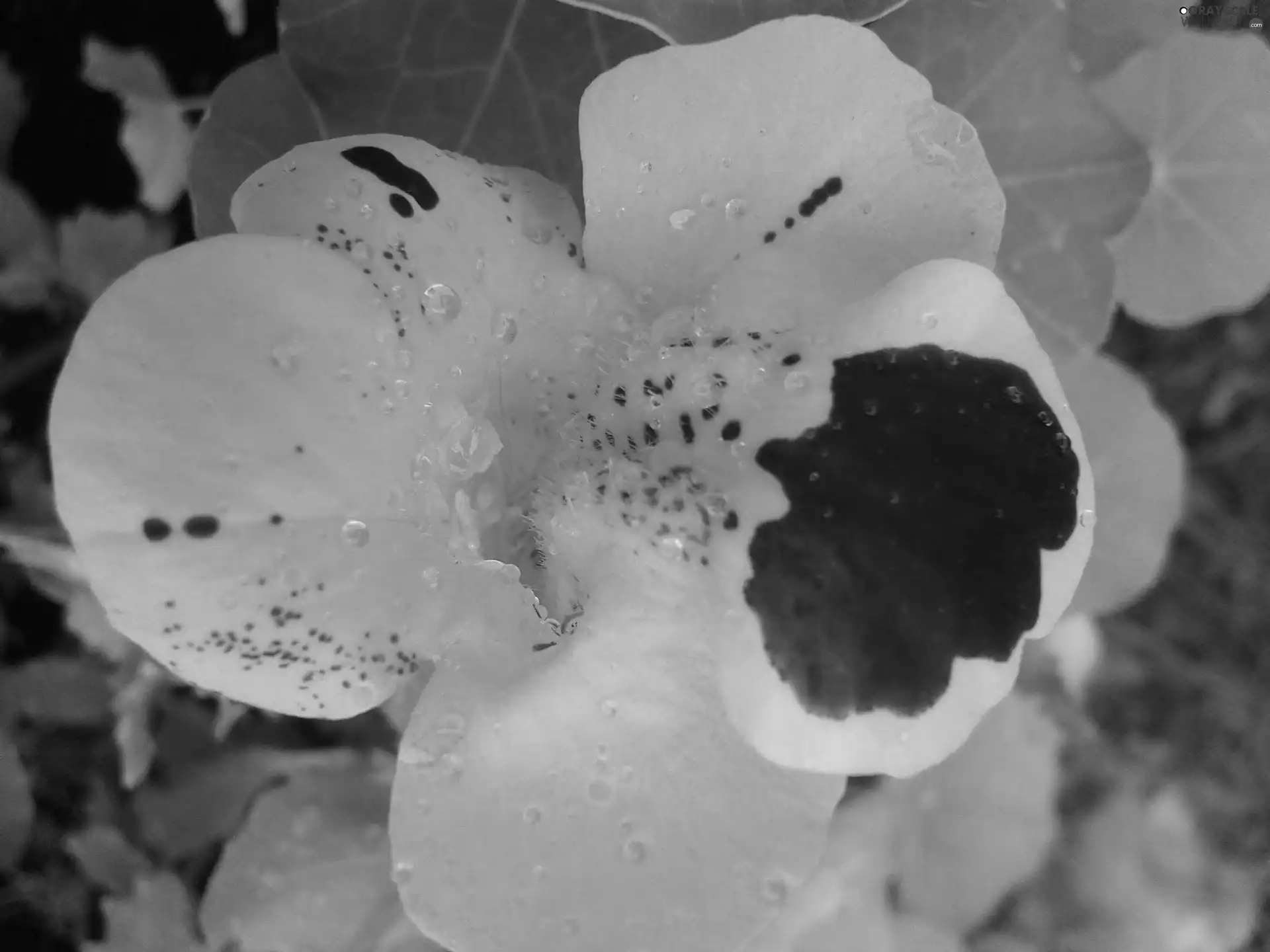 Yellow, Colourfull Flowers, nasturtium, drops, summer
