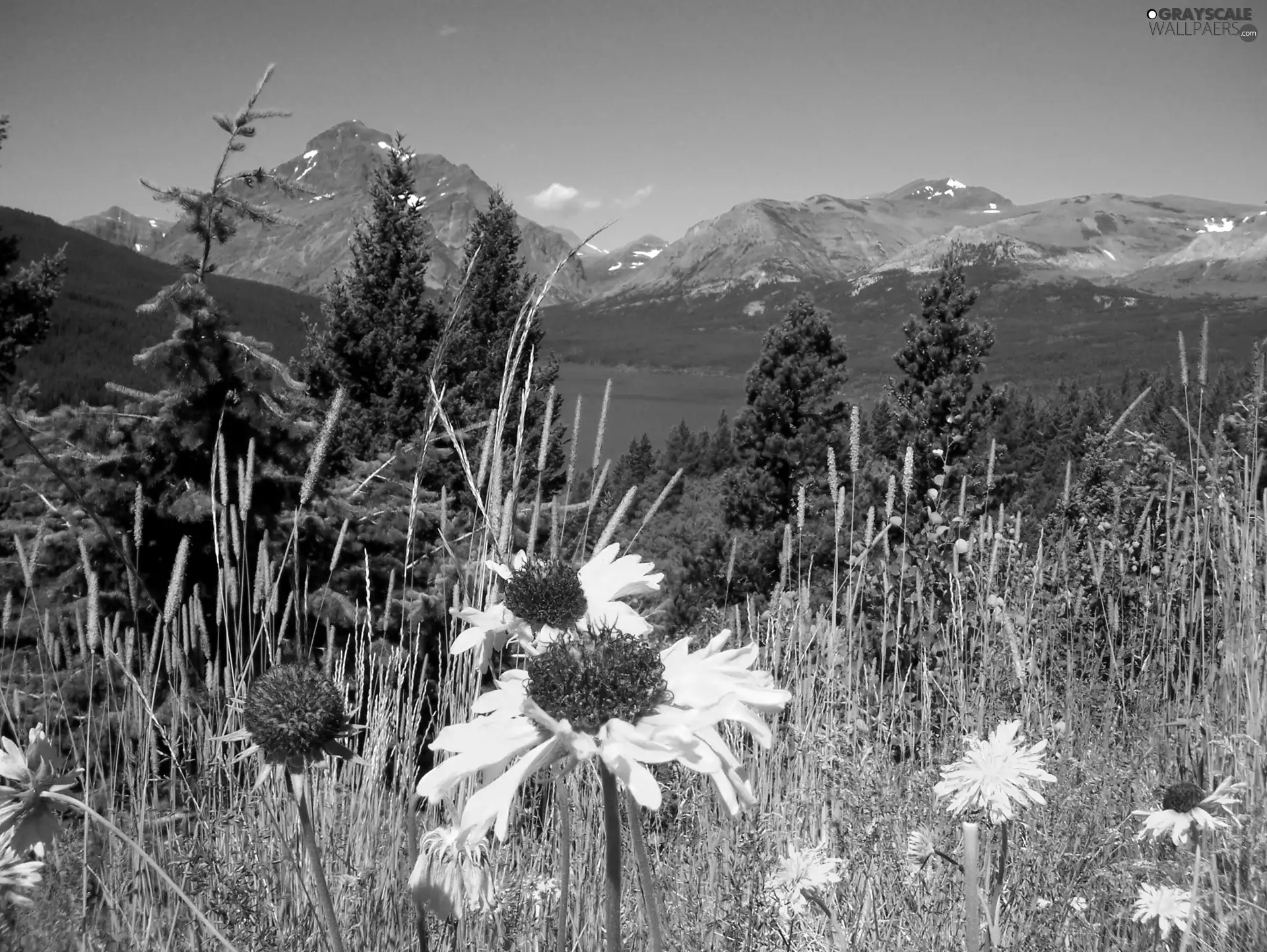 trees, lake, Yellow, Flowers, viewes, Mountains