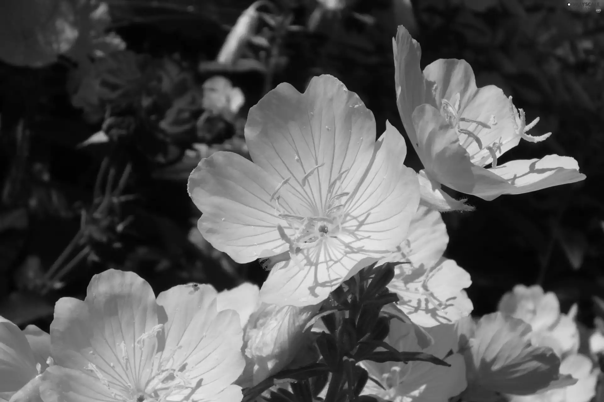 primrose, Flowers, Yellow