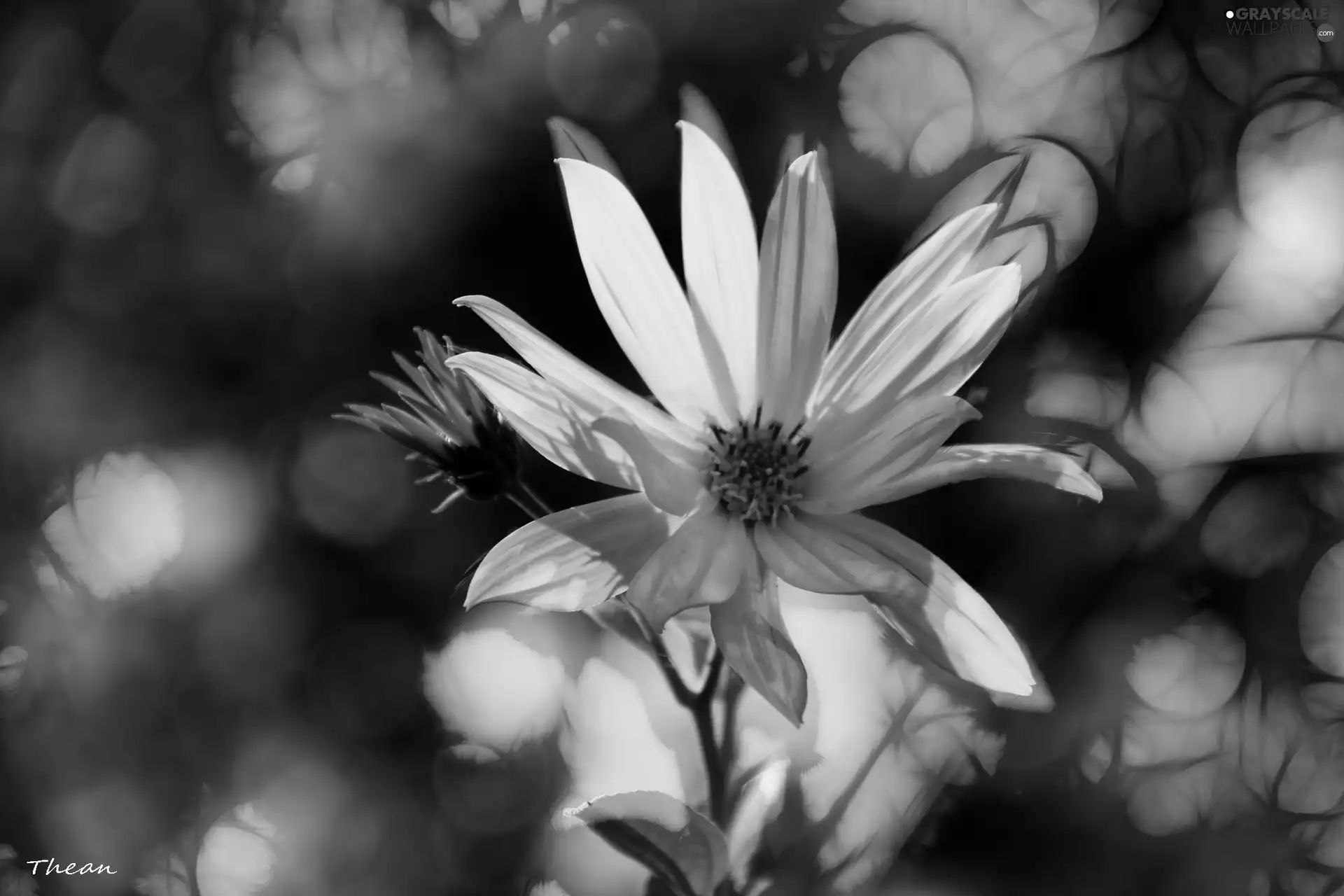 Flowers, Jerusalem artichoke, Yellow