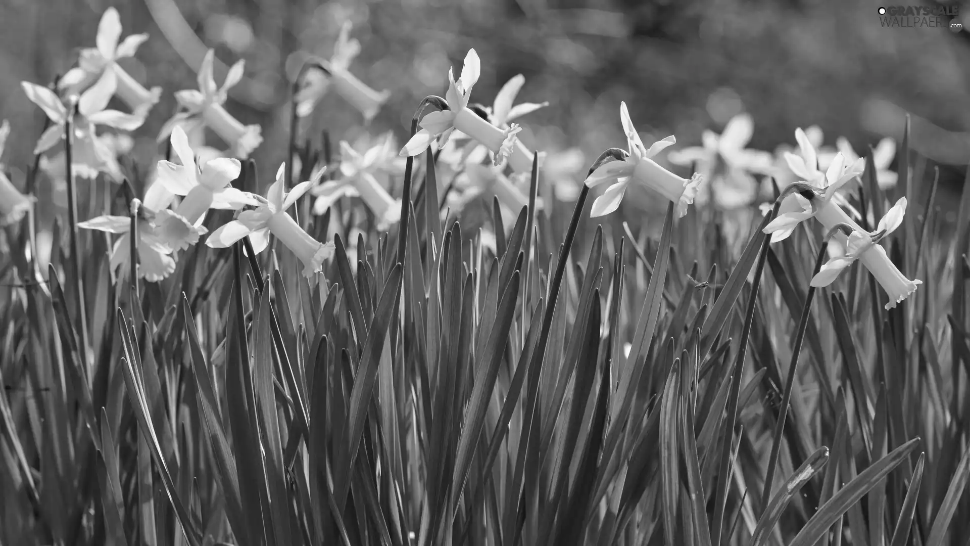 Yellow, Jonquil