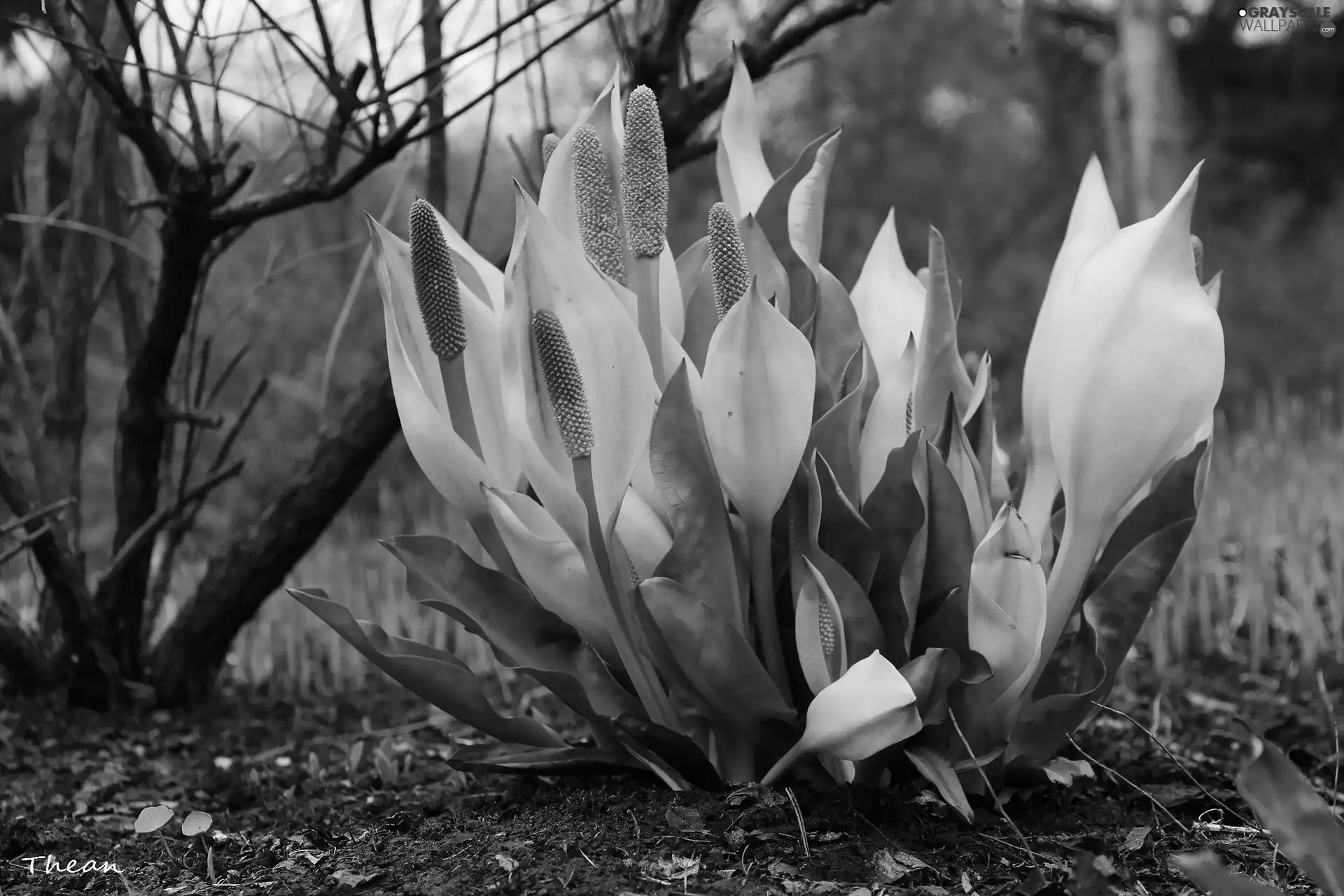 Colourfull Flowers, Lysichiton americanus, Yellow