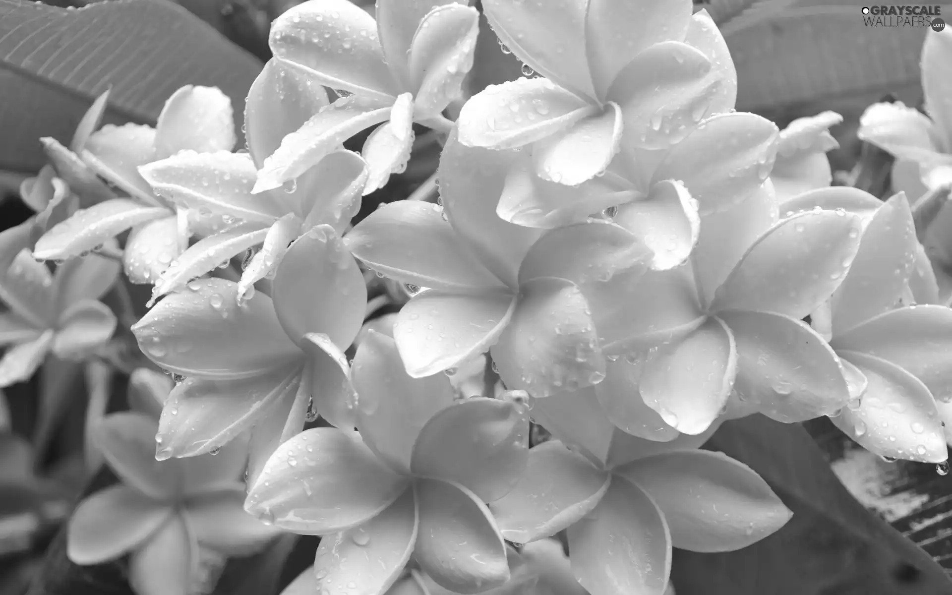Plumeria, Flowers, drops, Yellow