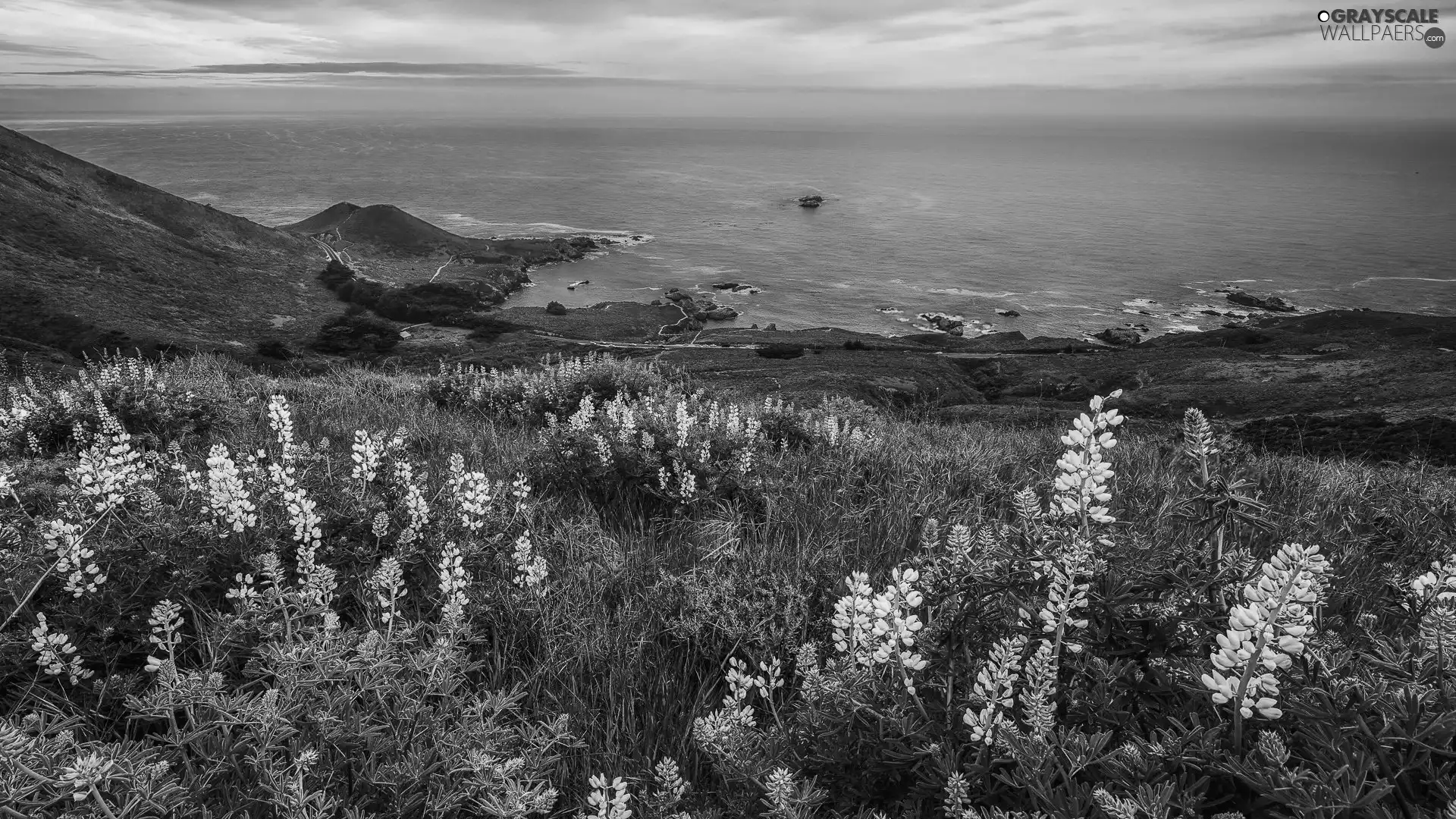sea, Flowers, lupine, Yellow