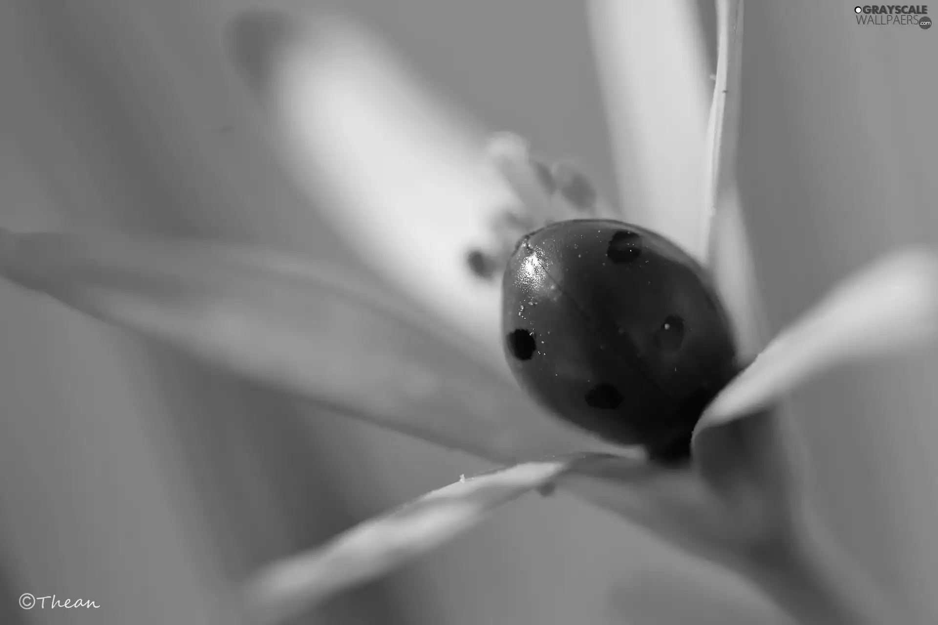 Spring, ladybird, Yellow gold plating