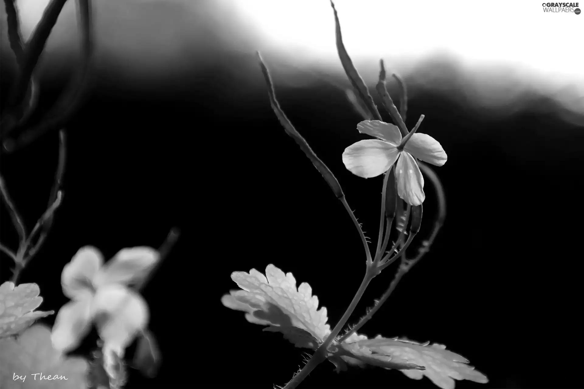 Flower, The herb, Yellow