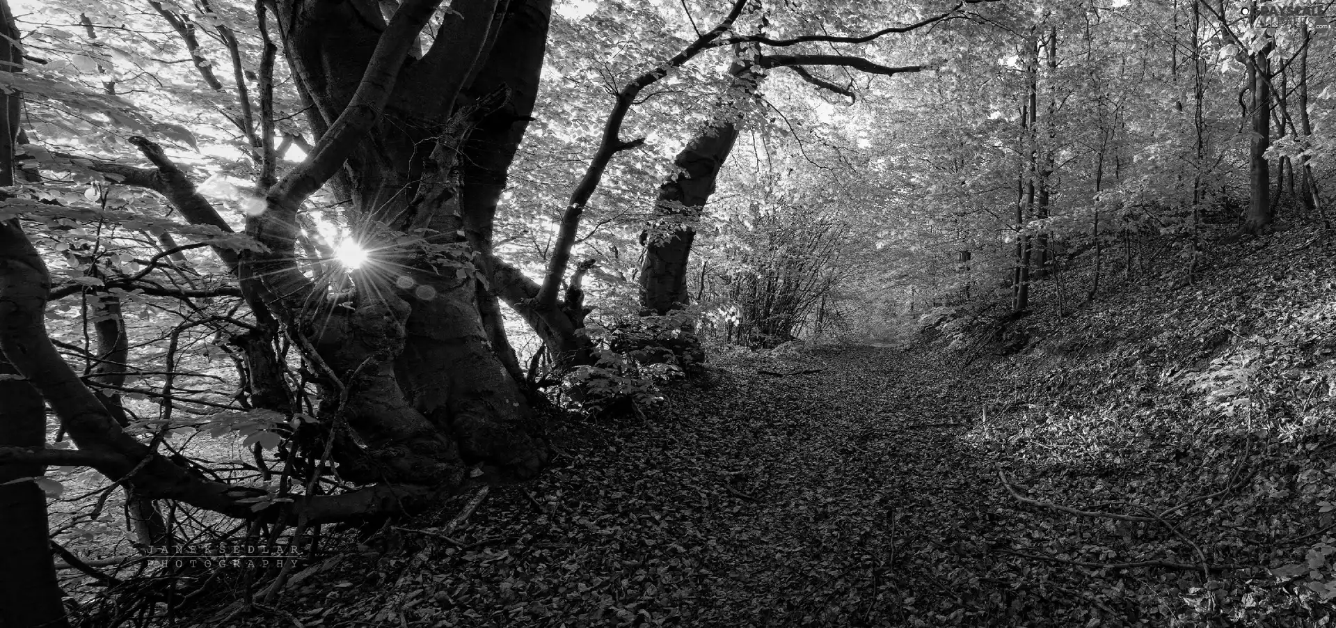 viewes, Yellow, Path, Leaf, sun, trees, autumn, rays