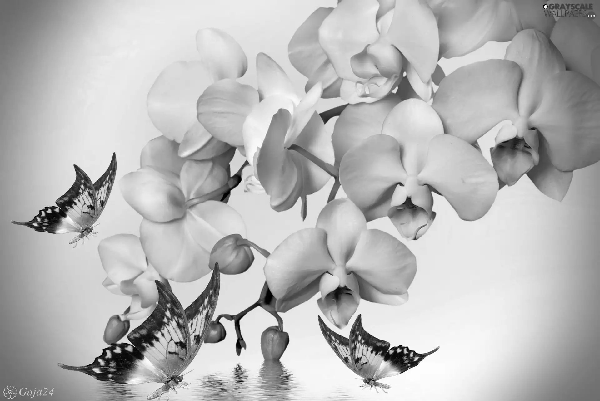 Art, White Orchids, Yellow Butterflies