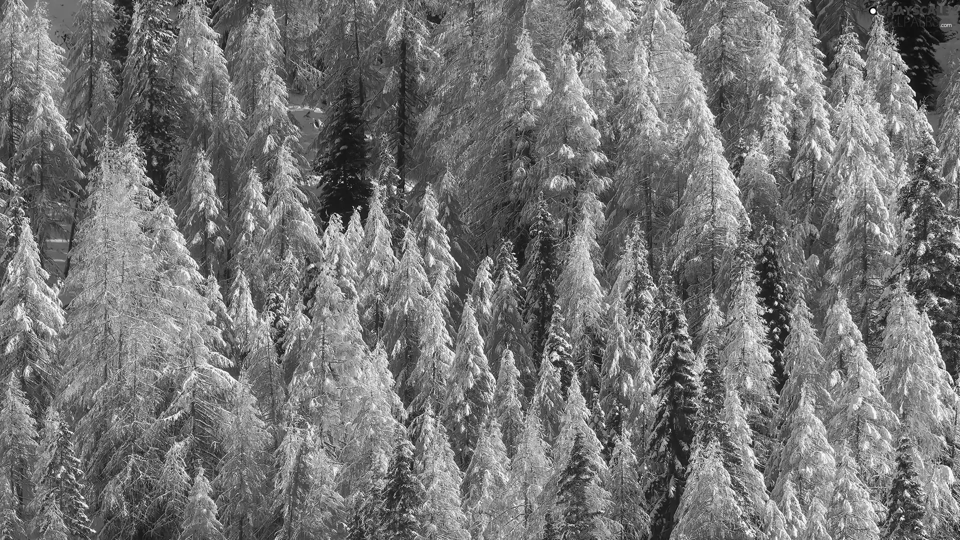 trees, Snowy, forest, Yellowed, winter, viewes, snow