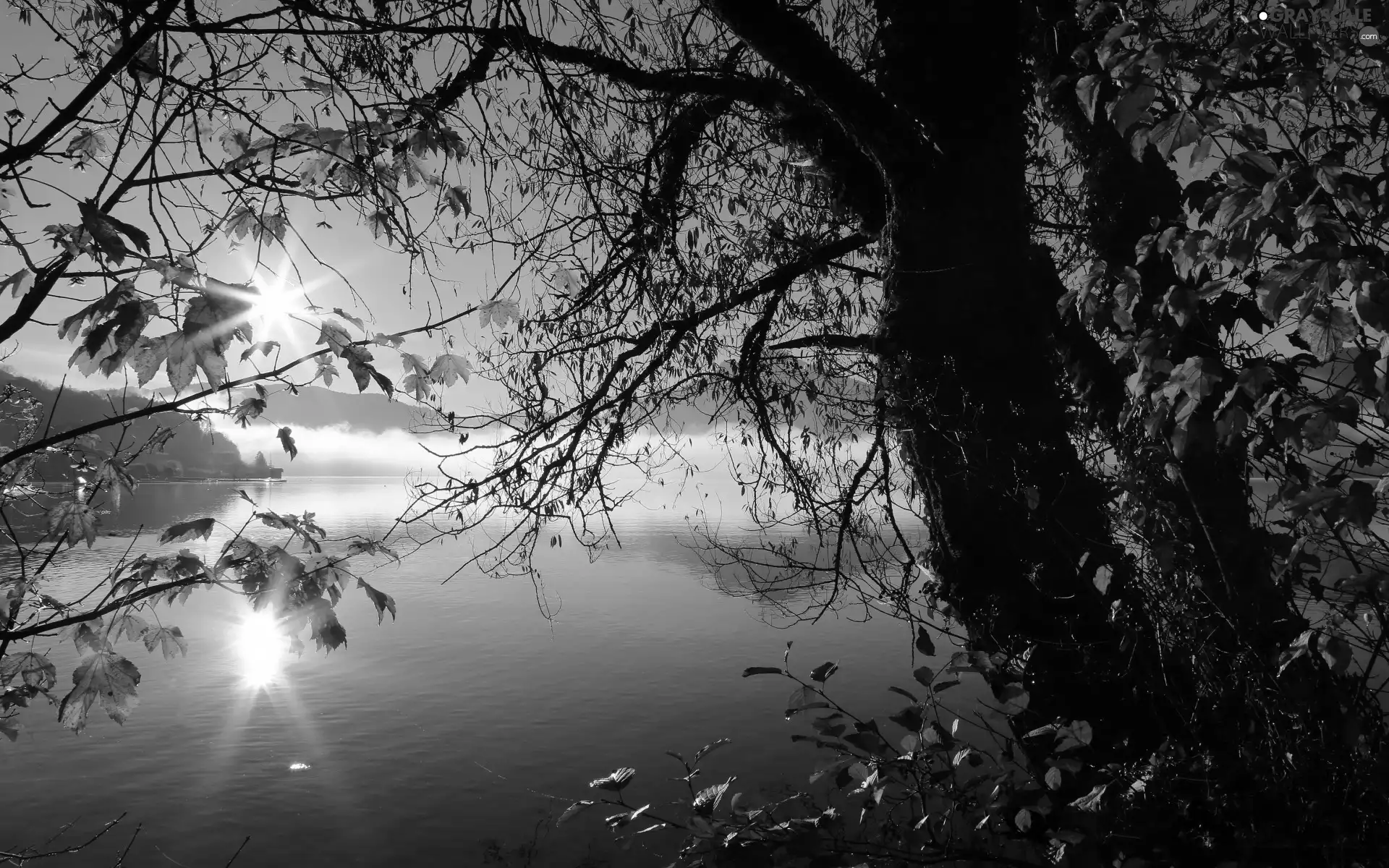Yellowed, rays of the Sun, Fog, trees, autumn, Leaf, lake