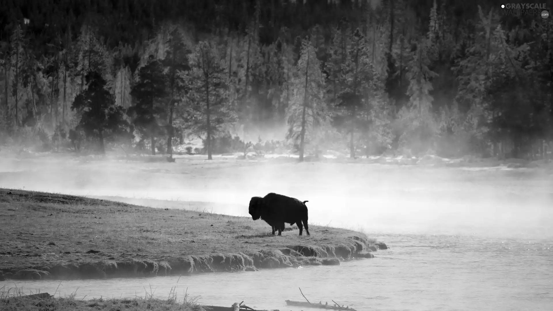 Bison, River