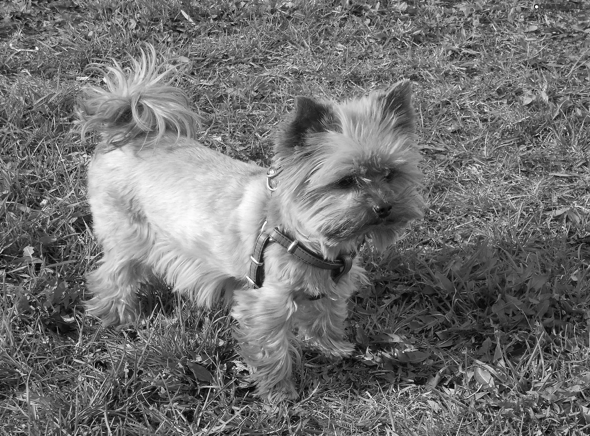 Yorkshire Terrier, ##