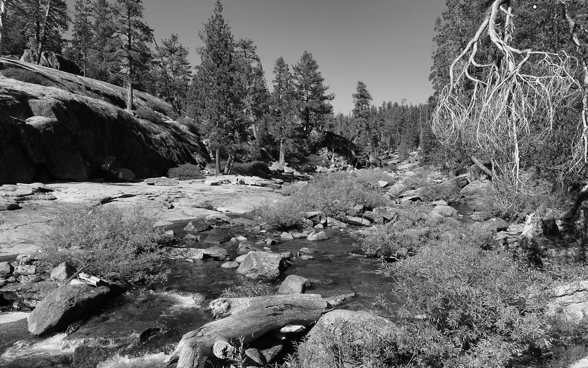 Yosemite National Park, The United States, River, forest, Stones, State of California