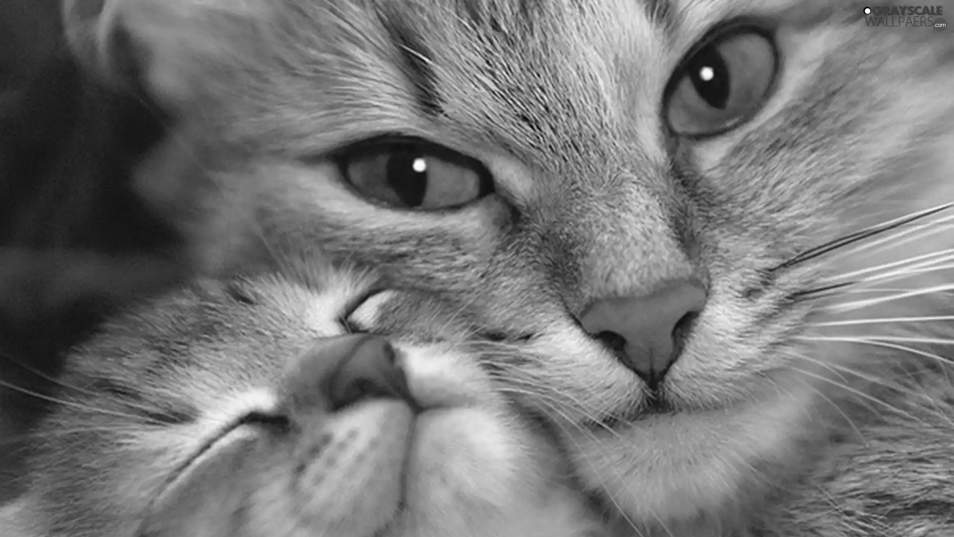 young, mother, cat