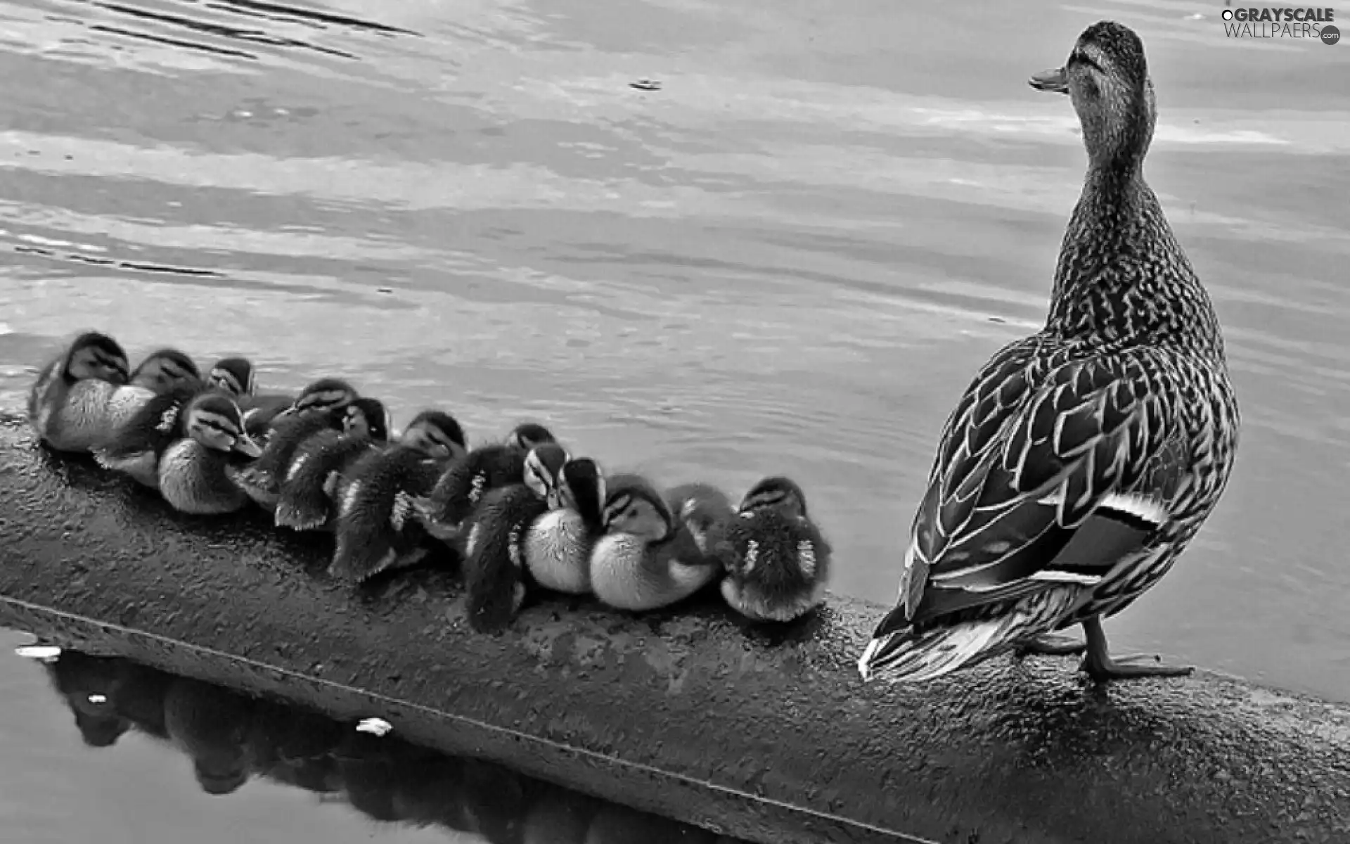 young, Wild, duck