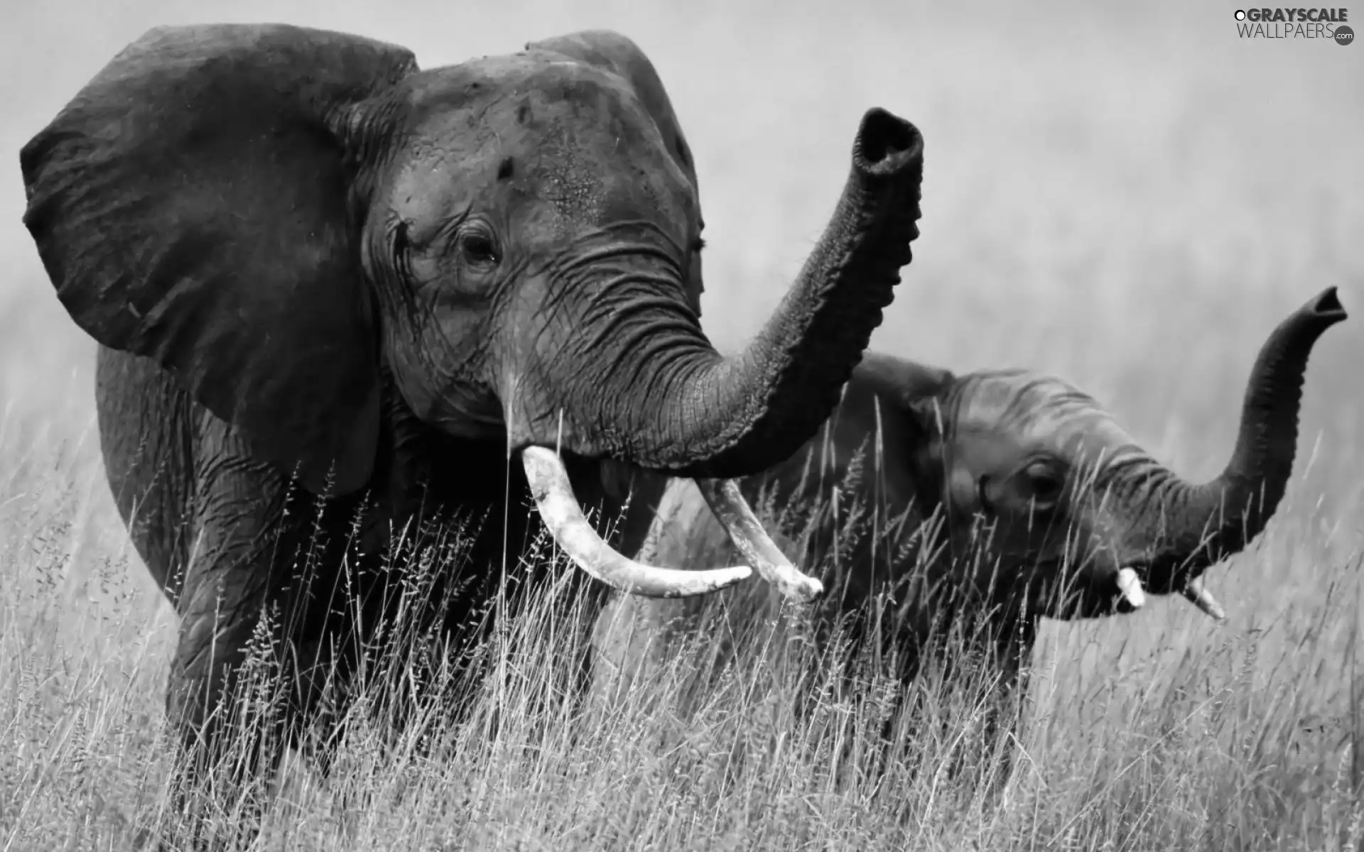 young, mother, Elephant