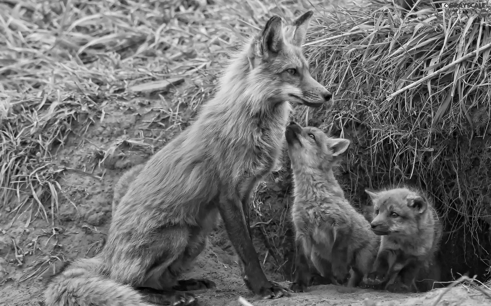 young, mother, Fox
