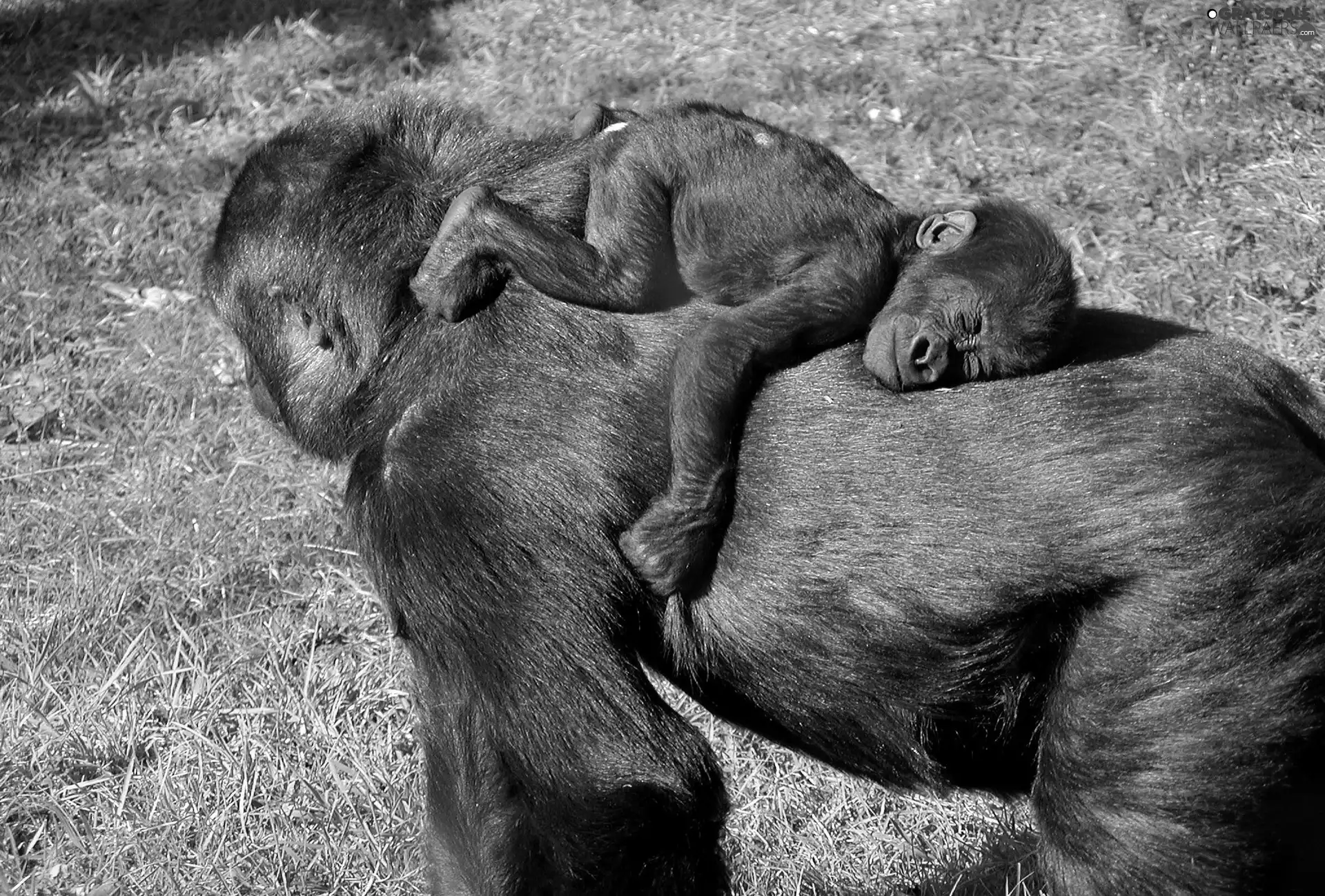 young, mother, gorilla
