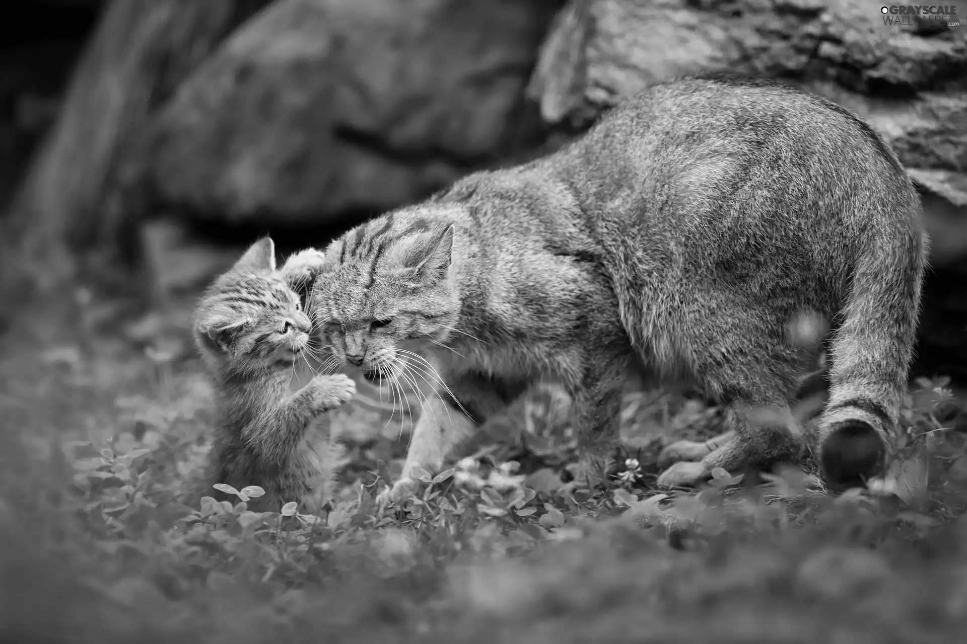 young, grass, cats, mother, Two cars