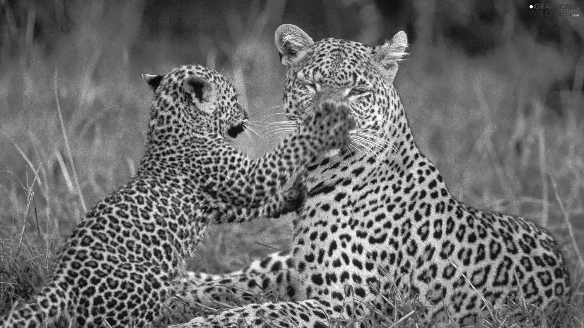 leopardess, young