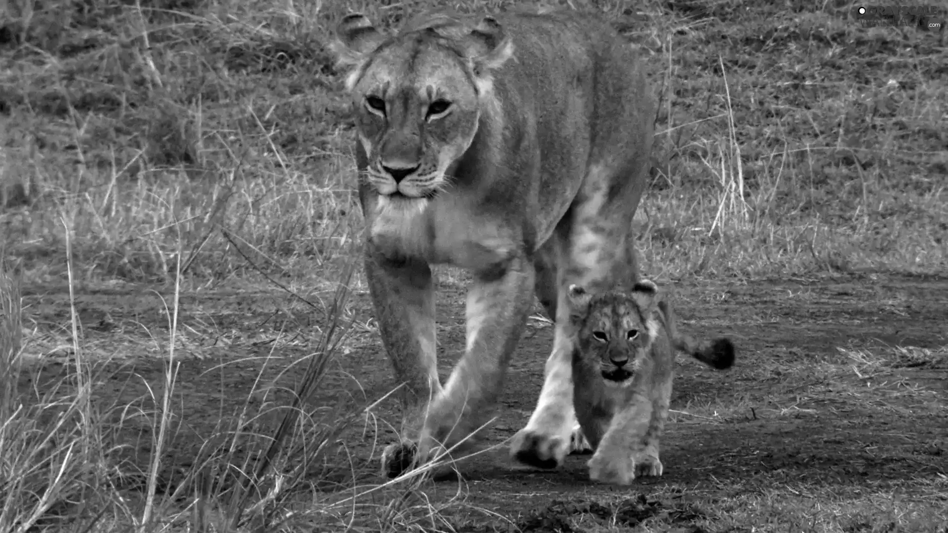 young, mother, Lioness