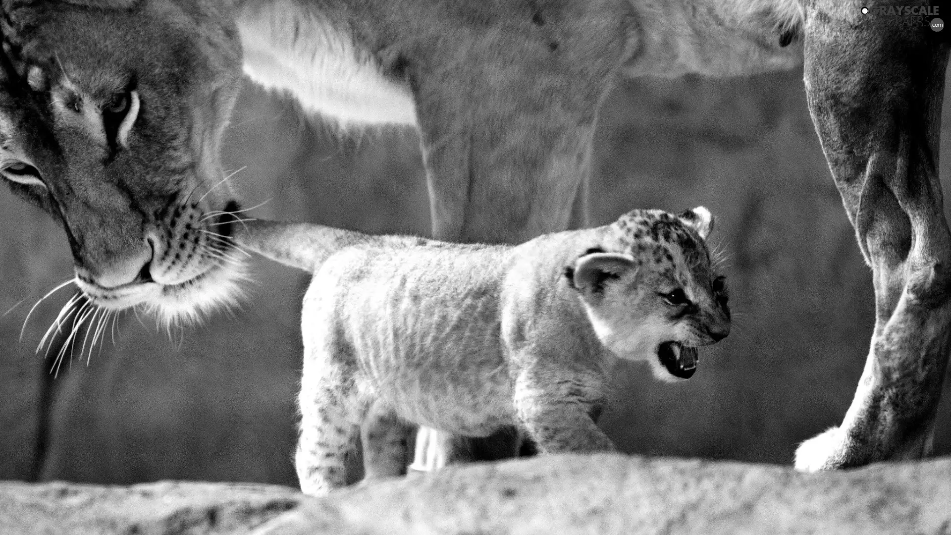 Lioness, young