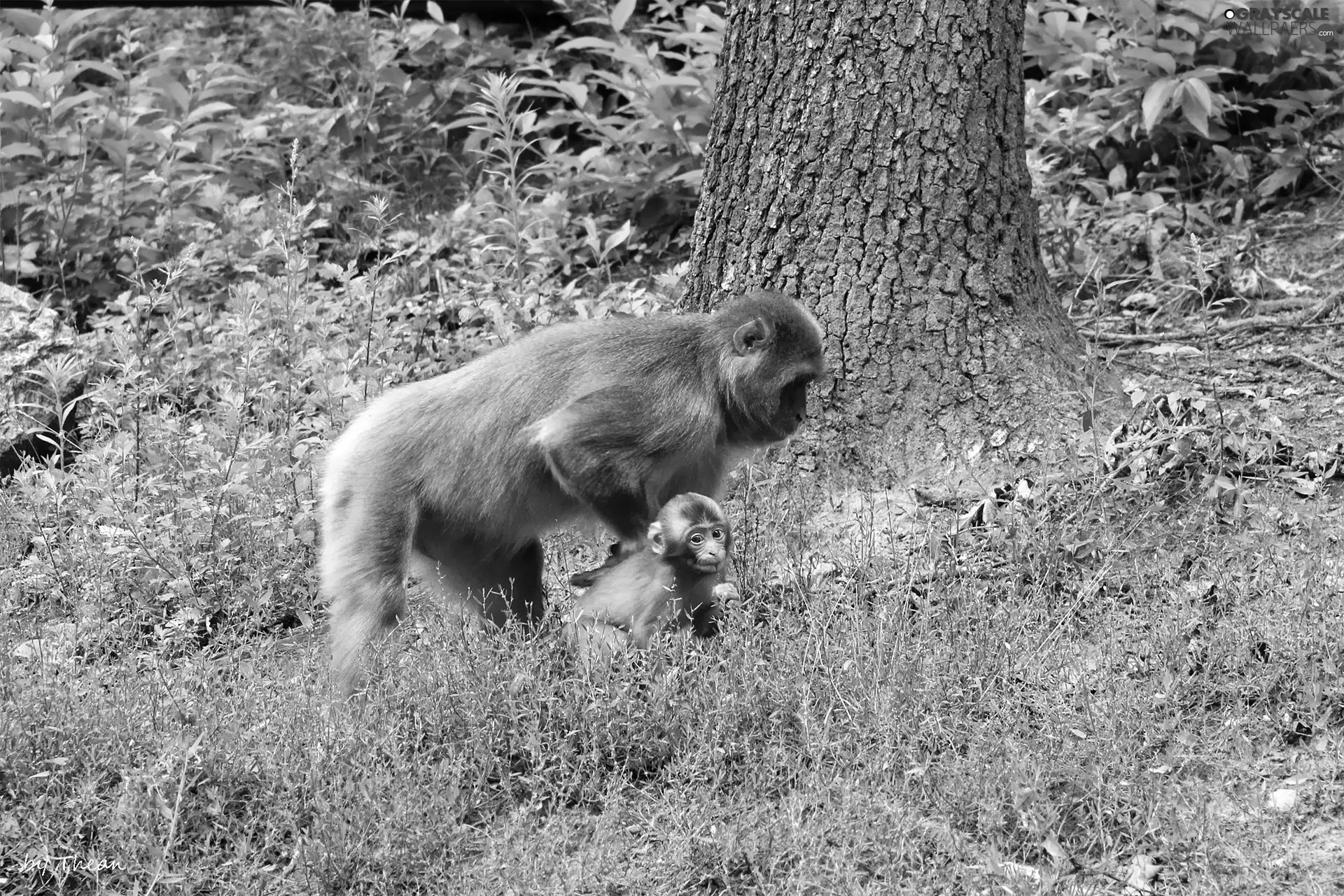 macaques, female, young, Japanese