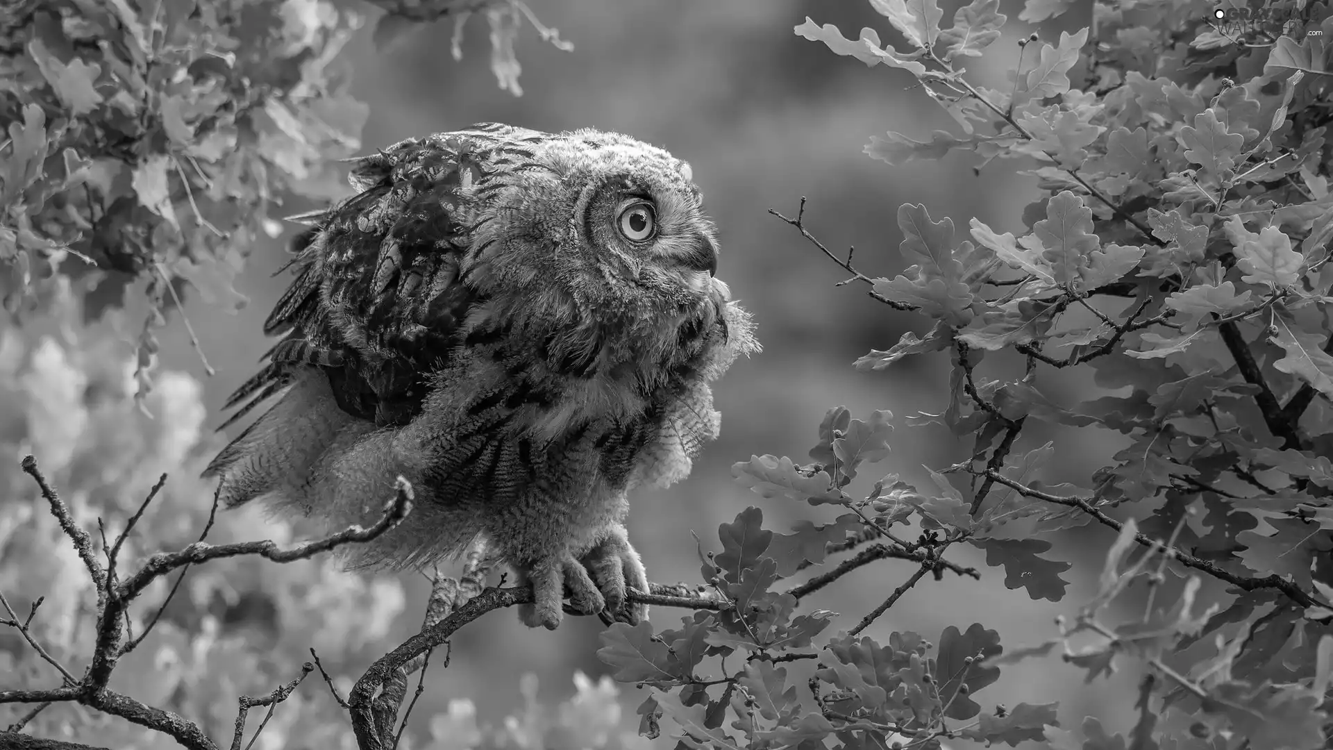 Eurasian Eagle-Owl, owl, oak, Leaf, trees, young